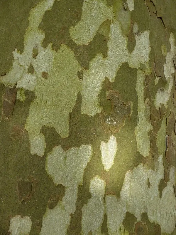 London Plane Tree (Platanus X Hispanica) — The London Plane Tree (Platanus x hispanica) is an illustrious deciduous giant