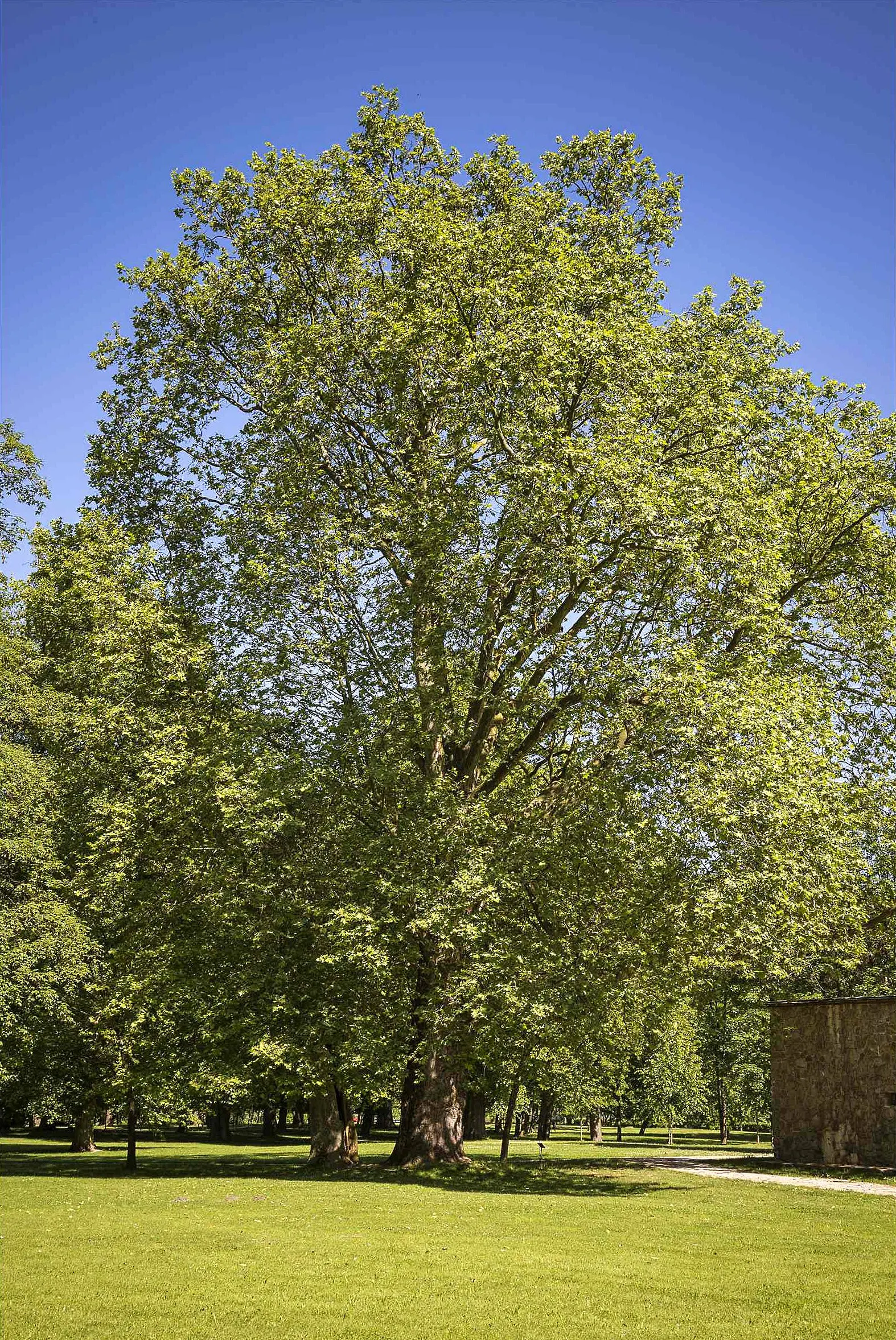 London Plane Tree (Platanus X Hispanica) — scientifically known as Platanus x hispanica; and gray hues that serve as a visual interest throughout, image 78