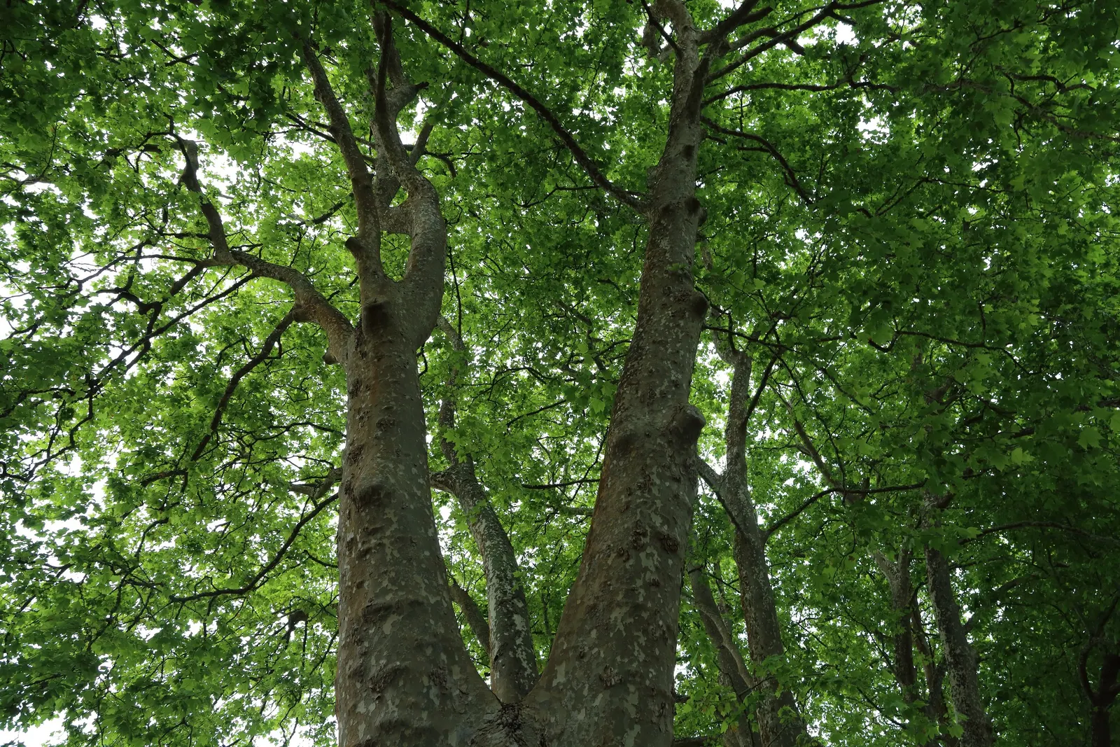 London Plane Tree (Platanus X Hispanica) — exfoliating in irregular patches to reveal a mosaic of cream; regular watering will encourage a strong establishment