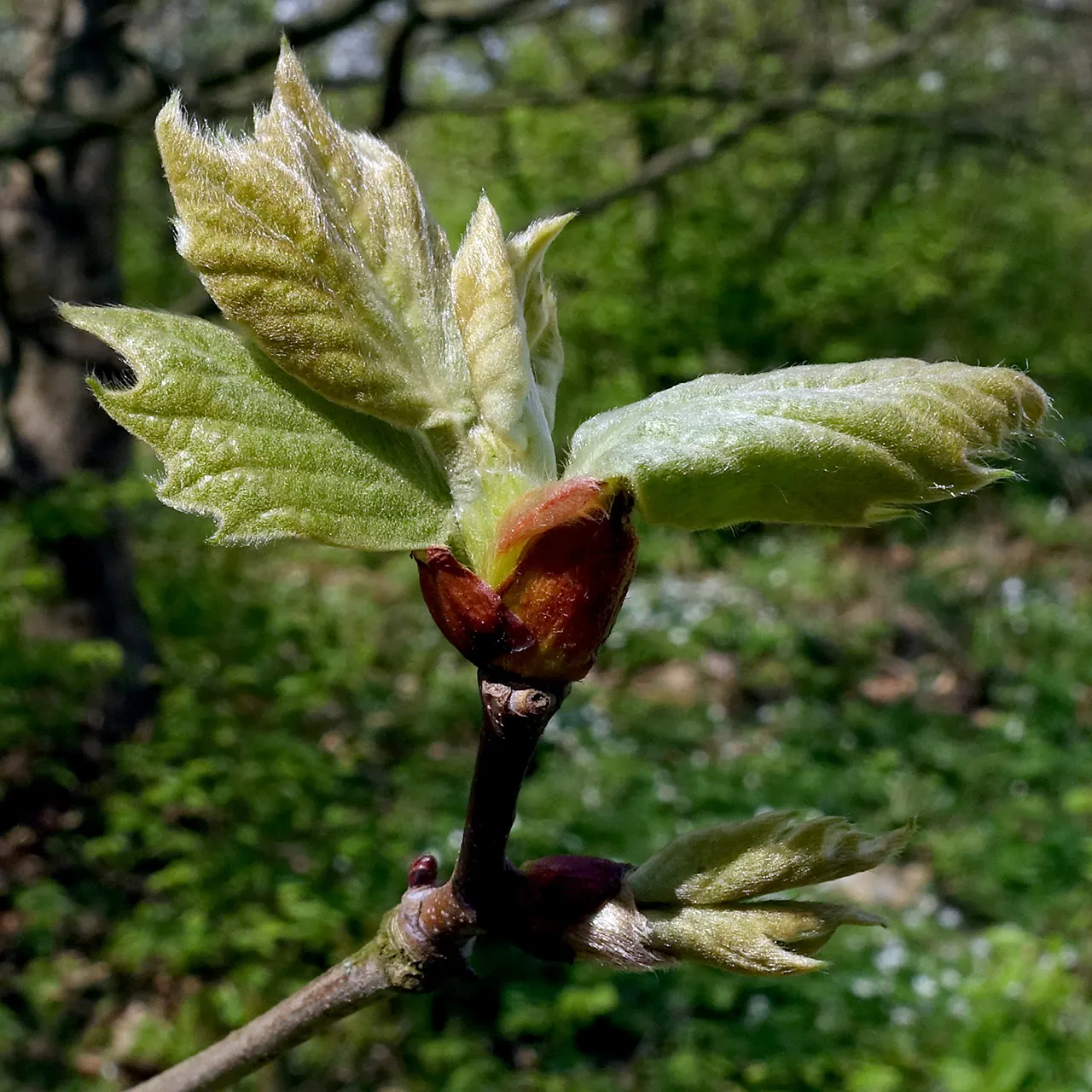 London Plane Tree (Platanus X Hispanica) — and gray hues that serve as a visual interest throughout the year