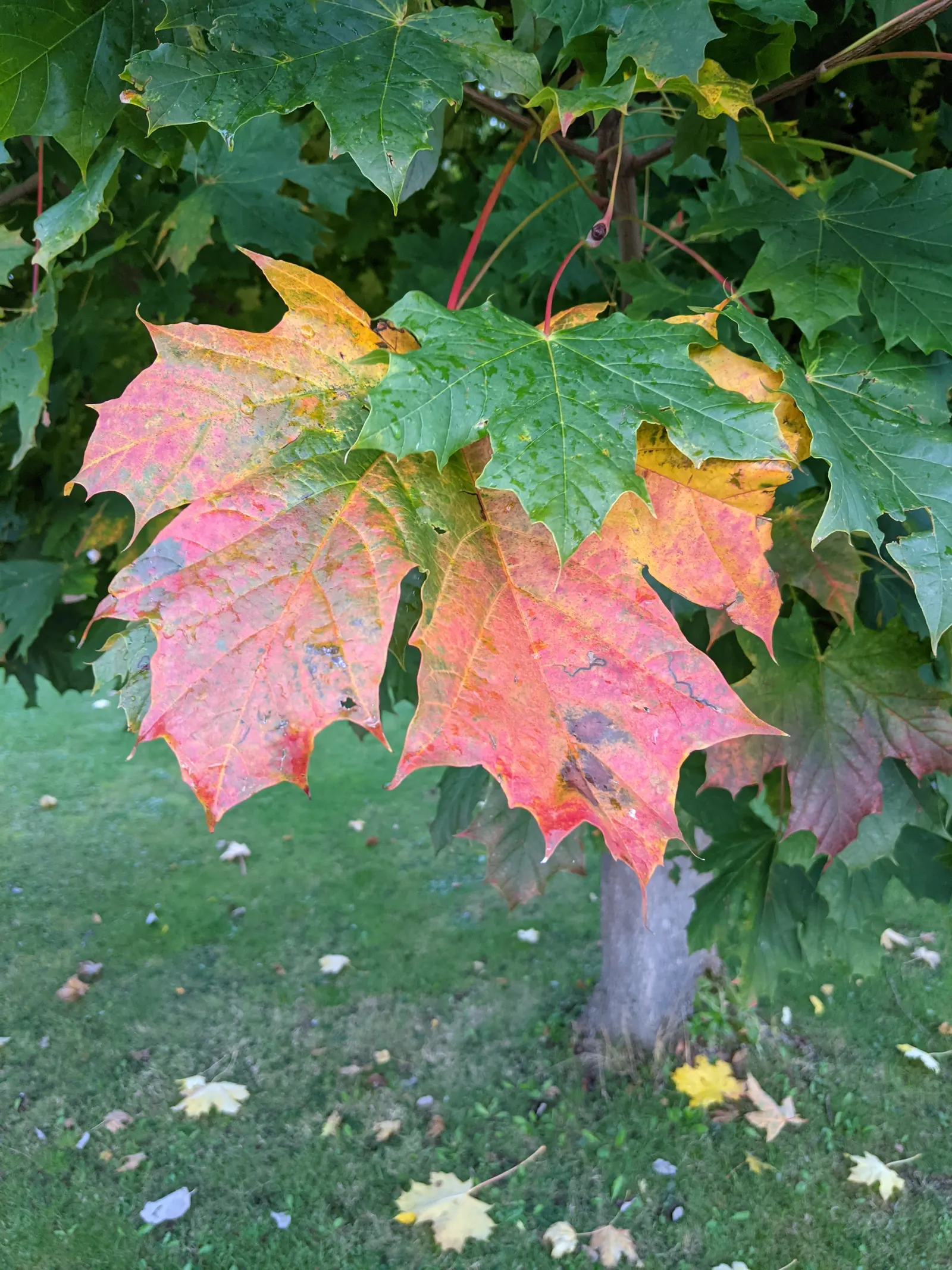 London Plane Tree (Platanus X Hispanica) — renowned for its resilience and extensive canopy; offering broad shade coverage, image 71
