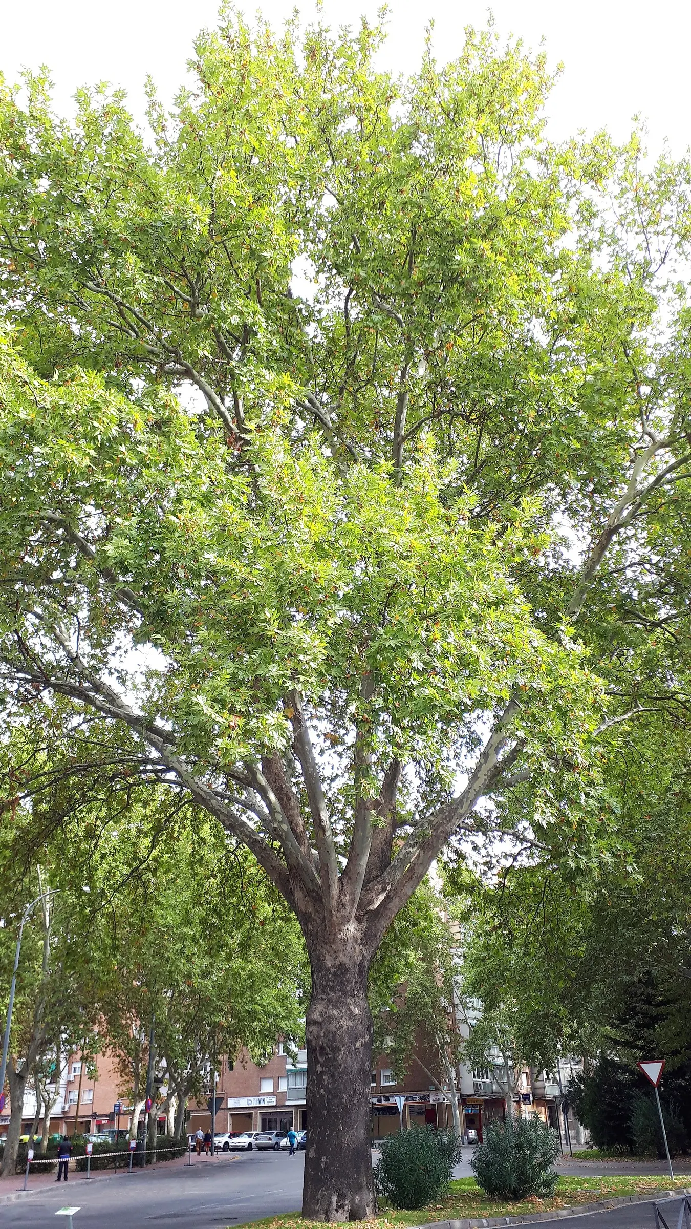 London Plane Tree (Platanus X Hispanica) — its mottled bark and broad leaves provide robust shade and aesthetic appeal; renowned for its resilience, image 50