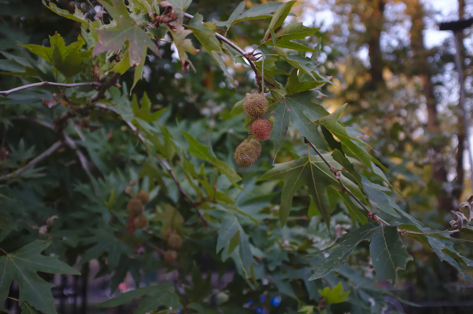 London Plane Tree (Platanus X Hispanica) — it thrives in full sun and boasts a high pollution tolerance; it is recommended to allocate ample room, image 75