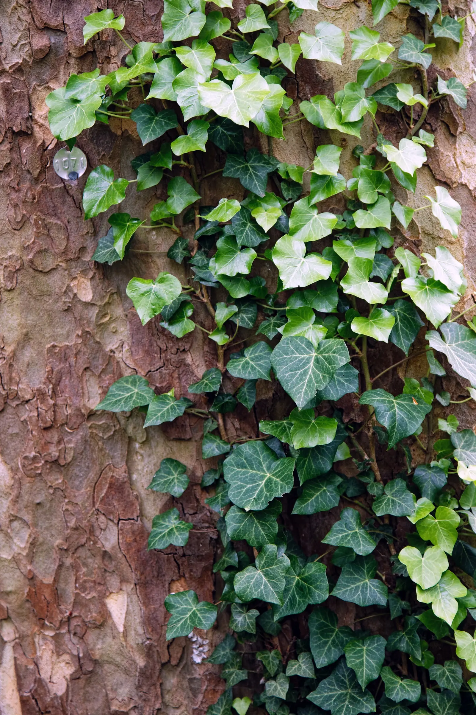 London Plane Tree (Platanus X Hispanica) — scientifically known as Platanus x hispanica; and gray hues that serve as a visual interest throughout the year