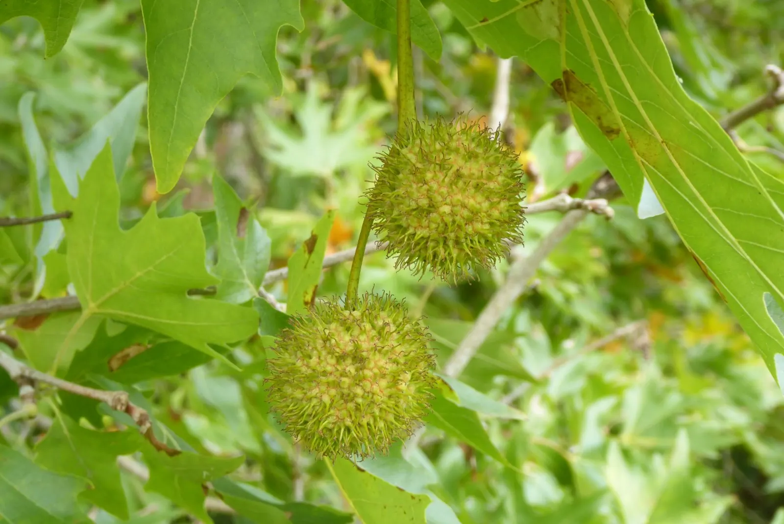 London Plane Tree (Platanus X Hispanica) — it thrives in full sun and boasts a high pollution tolerance; it is recommended to allocate ample room, image 52