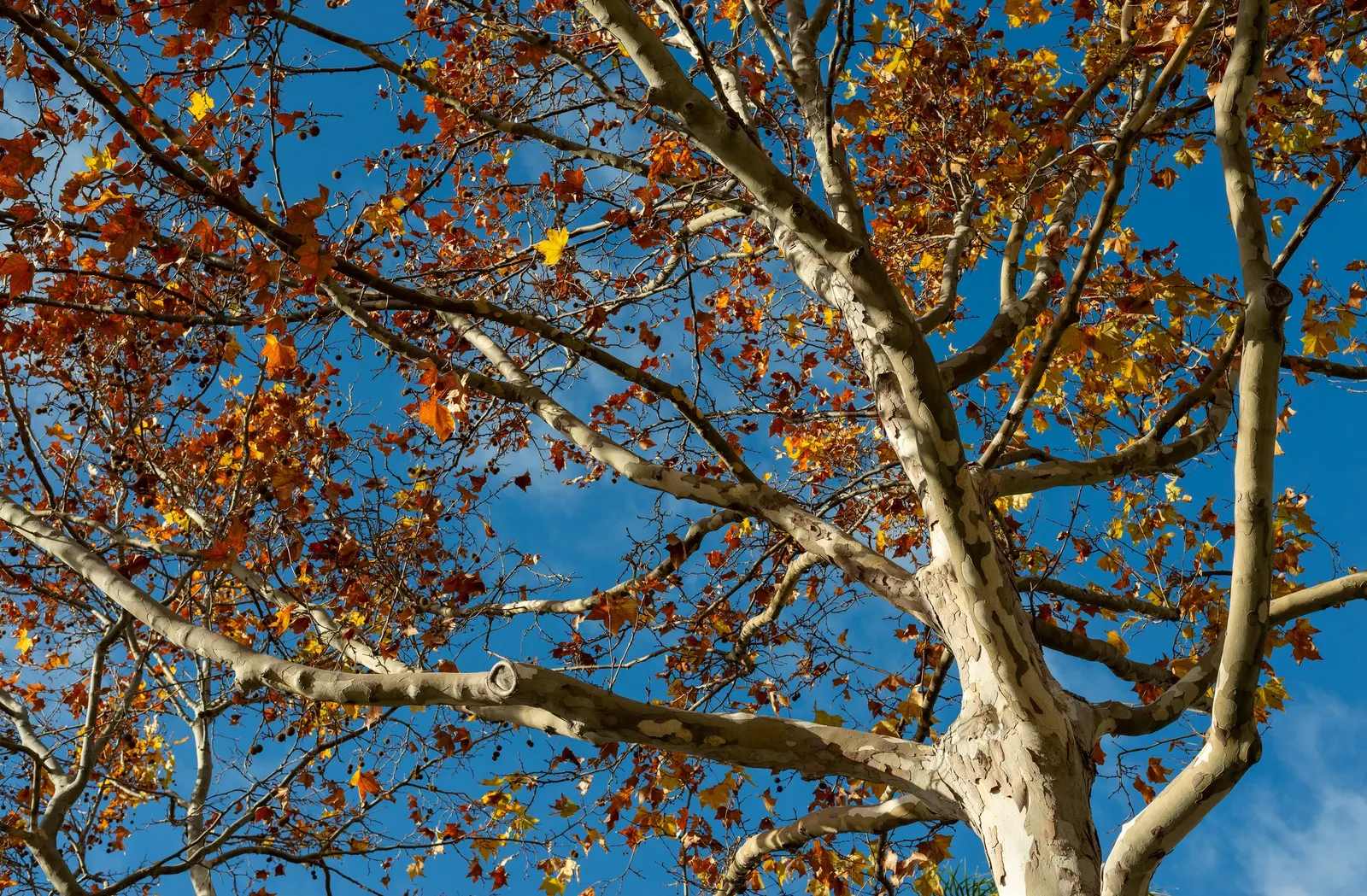 London Plane Tree (Platanus X Hispanica) — Its bark is one of its most distinctive features, image 58
