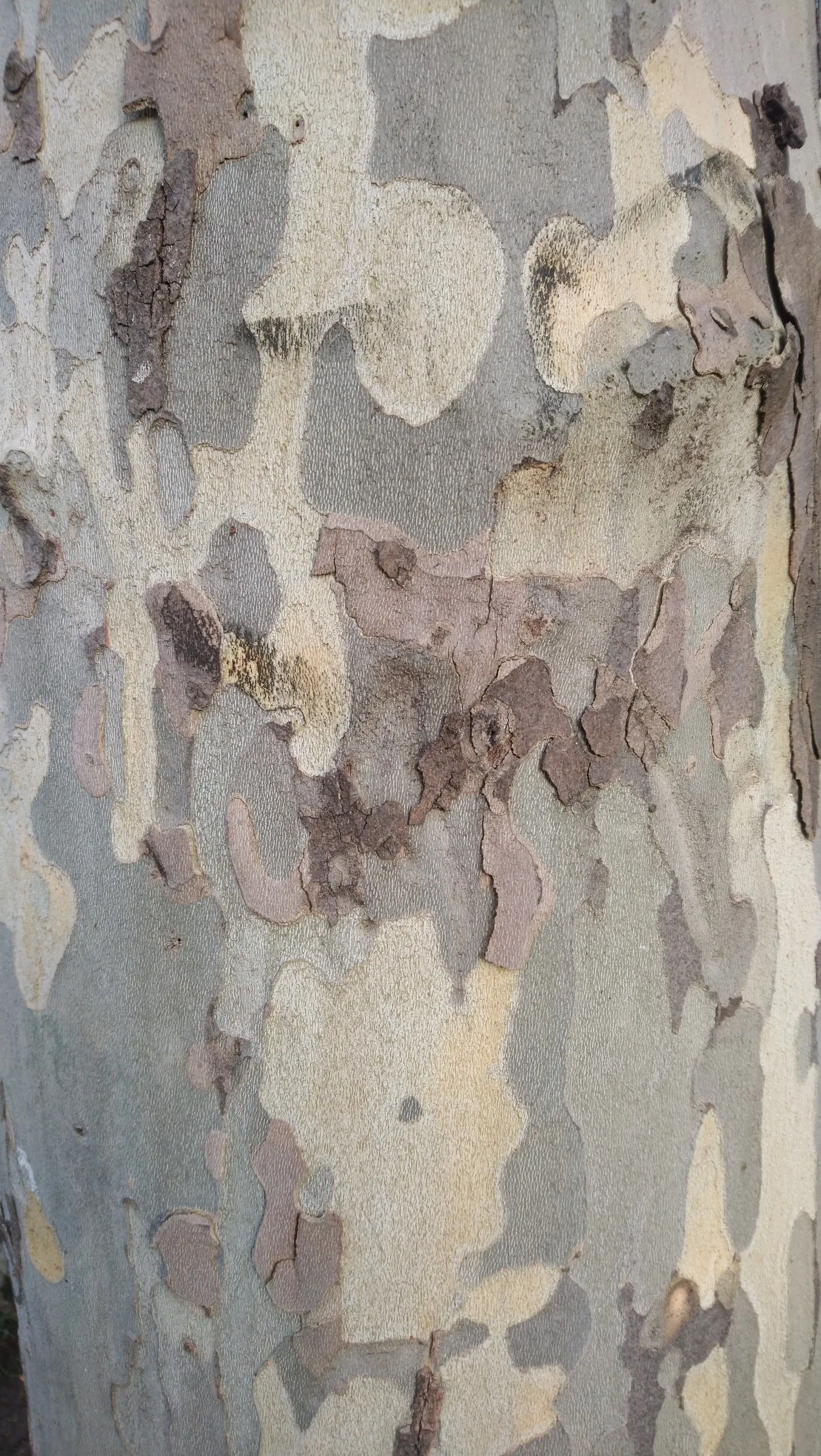 London Plane Tree (Platanus X Hispanica) — and gray hues that serve as a visual interest throughout the year; growing up to 100 feet tall with a, image 60