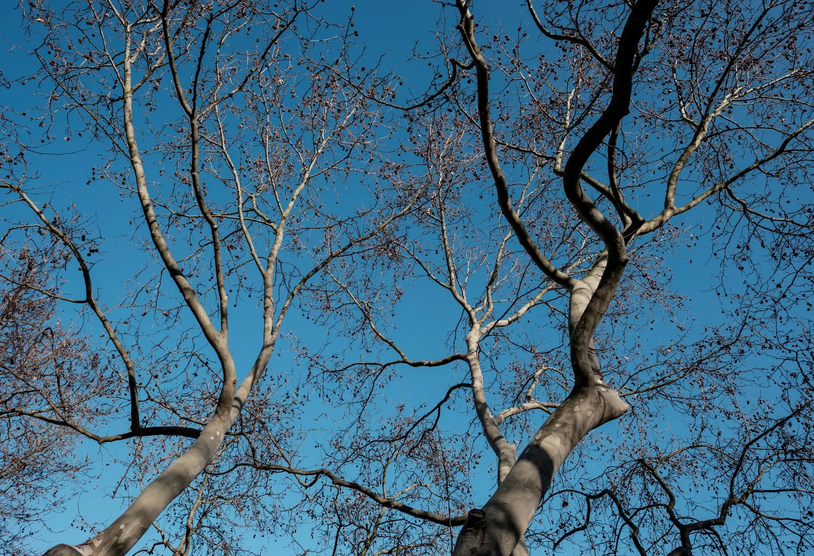London Plane Tree (Platanus X Hispanica) — offering broad shade coverage; adaptable to various soils
