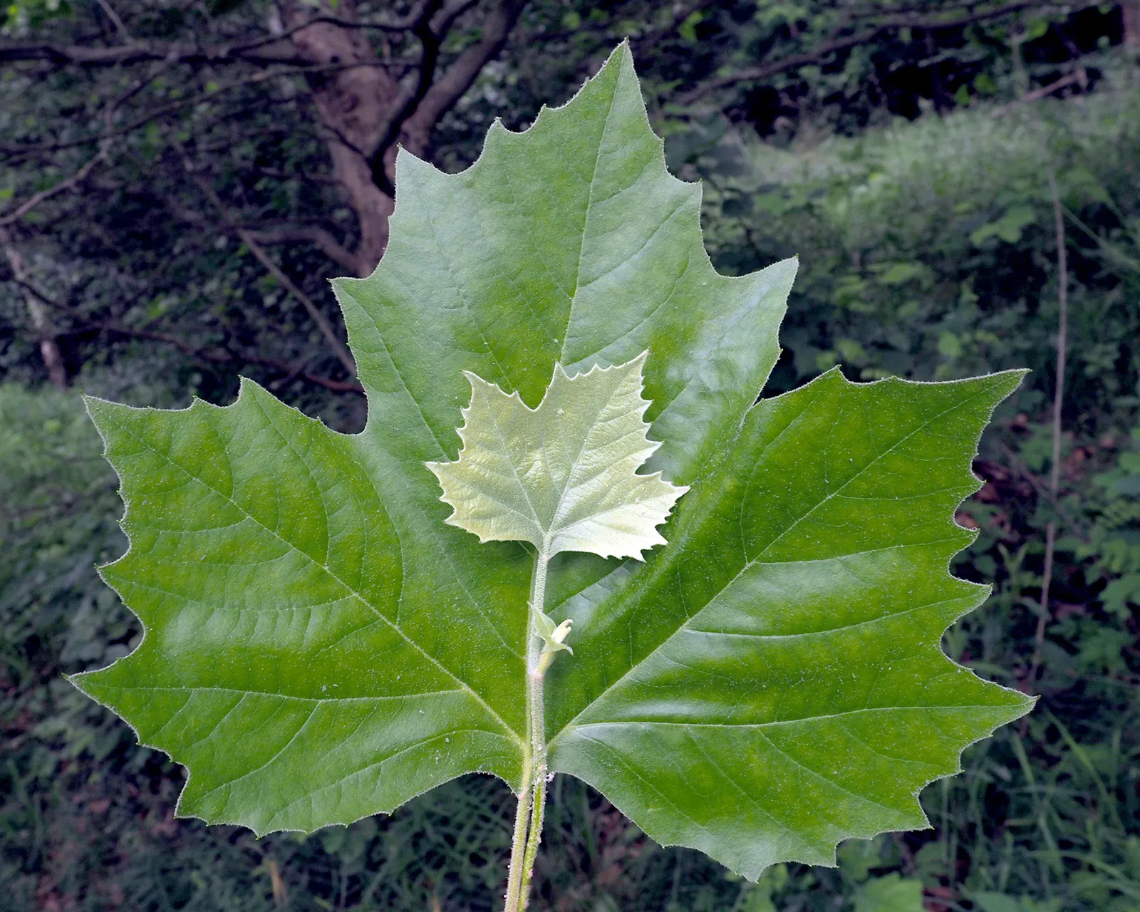 London Plane Tree (Platanus X Hispanica) — It is recommended to allocate ample room away from foundations, sidewalks, and underground utilities, image 62