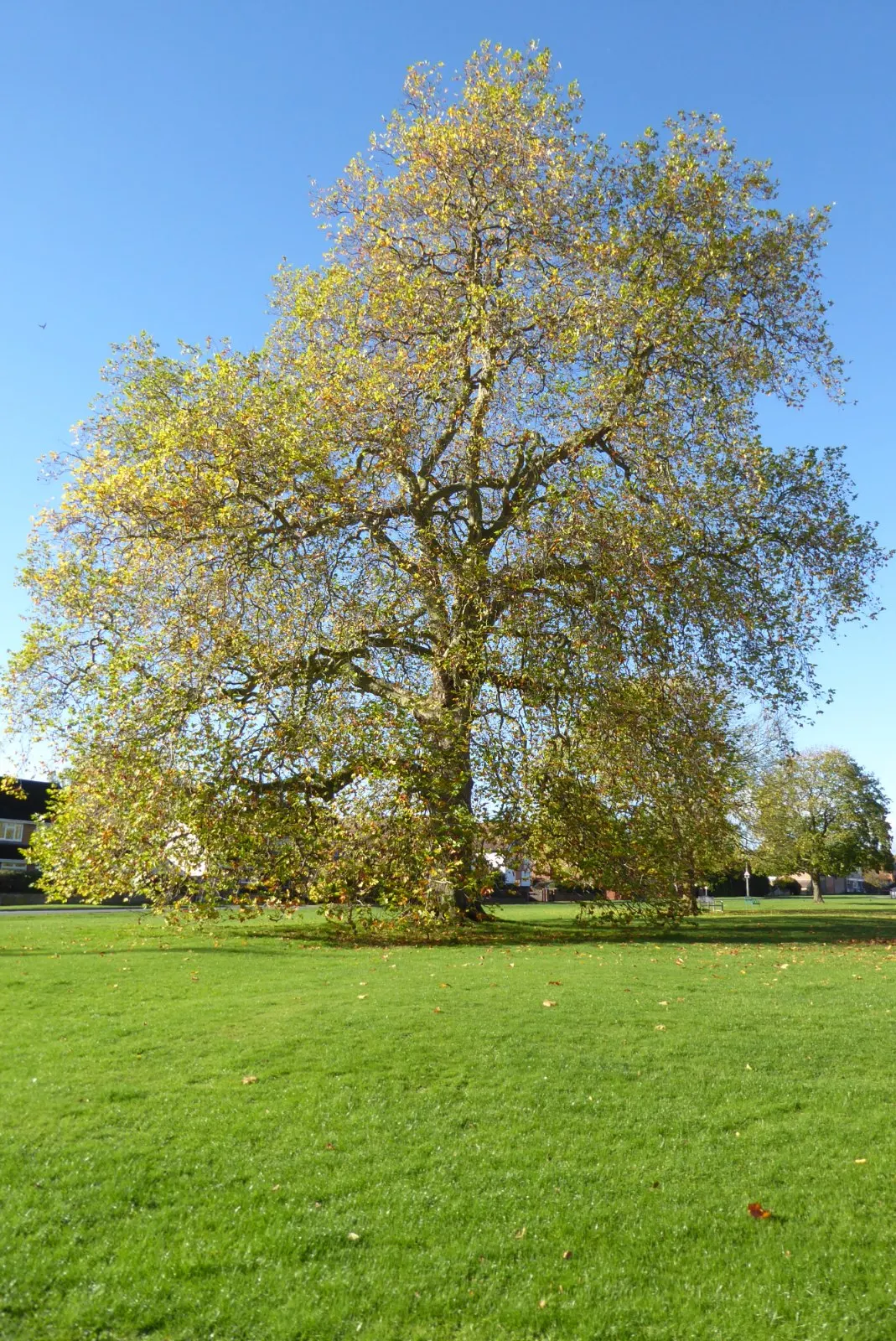 London Plane Tree (Platanus X Hispanica) — Consider the London Plane as a monumental feature for parks; it thrives in full sun and boasts a high pollution