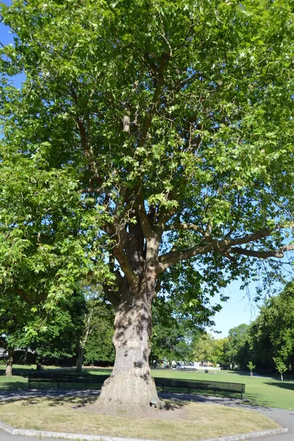 London Plane Tree (Platanus X Hispanica) — and gray hues that serve as a visual interest throughout the year; growing up to 100 feet tall with a, image 83