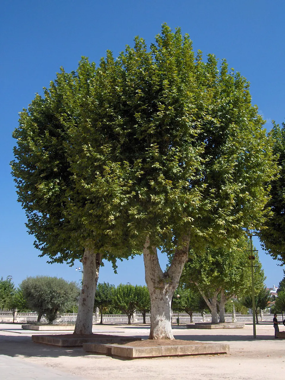 London Plane Tree (Platanus X Hispanica) — making it a staple in urban landscapes