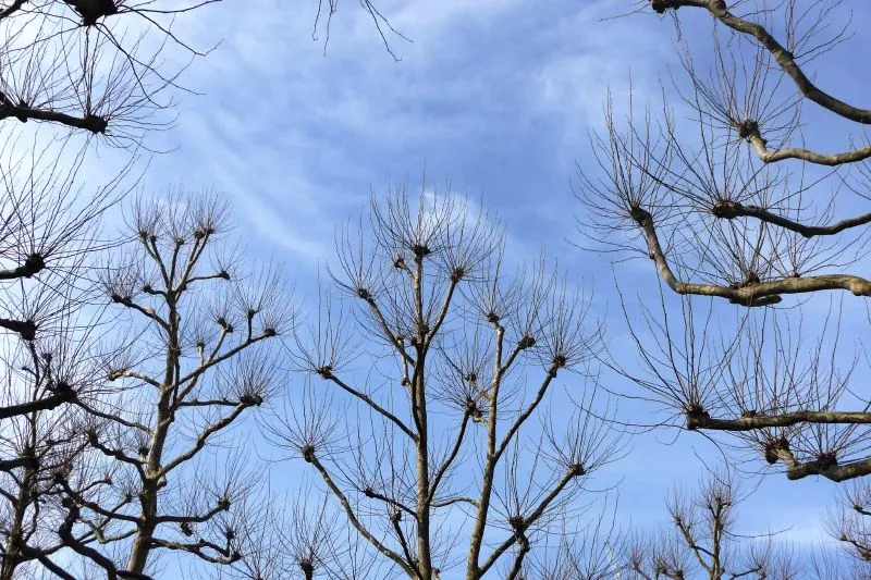 London Plane Tree (Platanus X Hispanica) — exfoliating in irregular patches to reveal a mosaic of cream; regular watering will encourage a strong, image 59