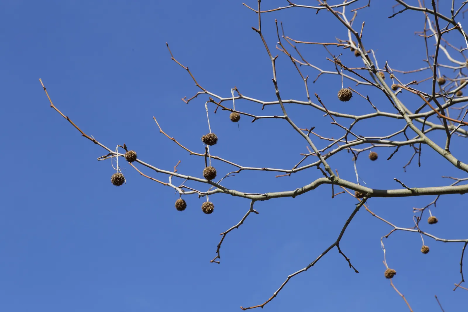 London Plane Tree (Platanus X Hispanica) — It is recommended to allocate ample room away from foundations, sidewalks, and underground utilities; london Plane