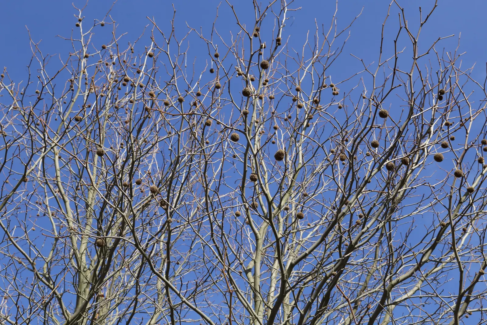 London Plane Tree (Platanus X Hispanica) — renowned for its resilience and extensive canopy; offering broad shade coverage, image 48