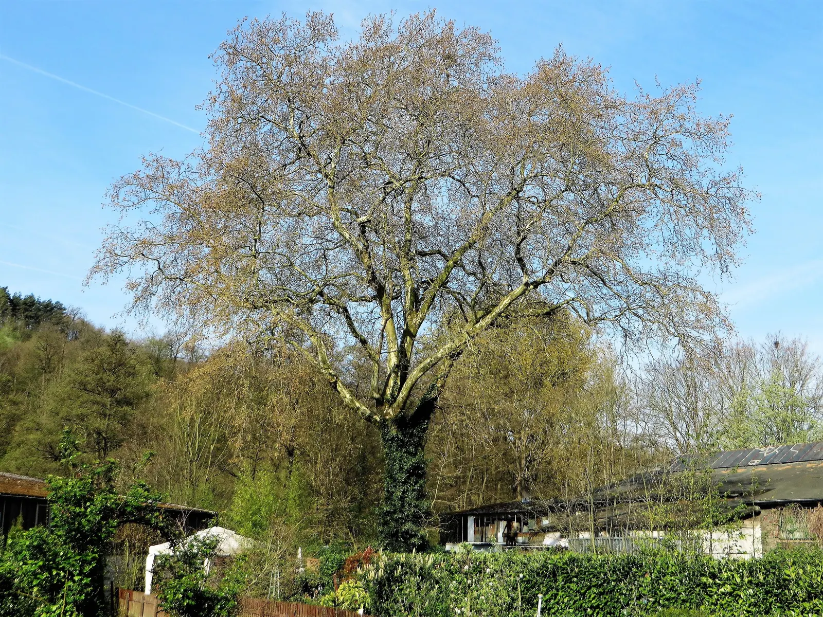 London Plane Tree (Platanus X Hispanica) — ensure it is positioned to enjoy full sun to partial shade and in soil that provides adequate drainage