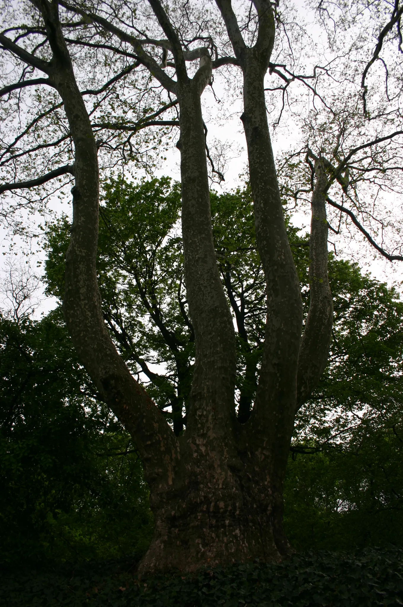 London Plane Tree (Platanus X Hispanica) — ensure it is positioned to enjoy full sun to partial shade and in soil that provides adequate drainage; ideal for