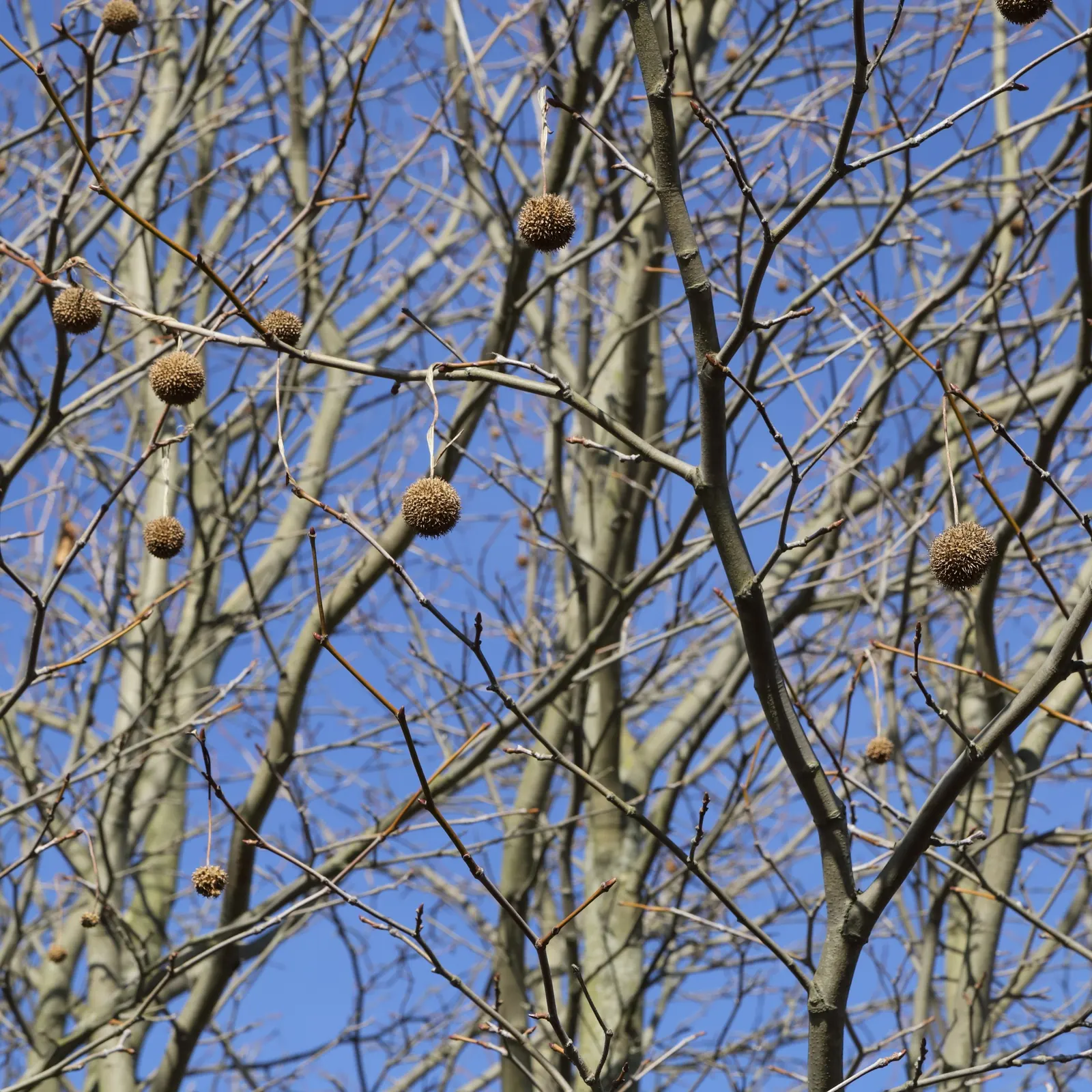 London Plane Tree (Platanus X Hispanica) — Ideal for creating a striking focal point or natural privacy screen; making it a staple in urban, image 54