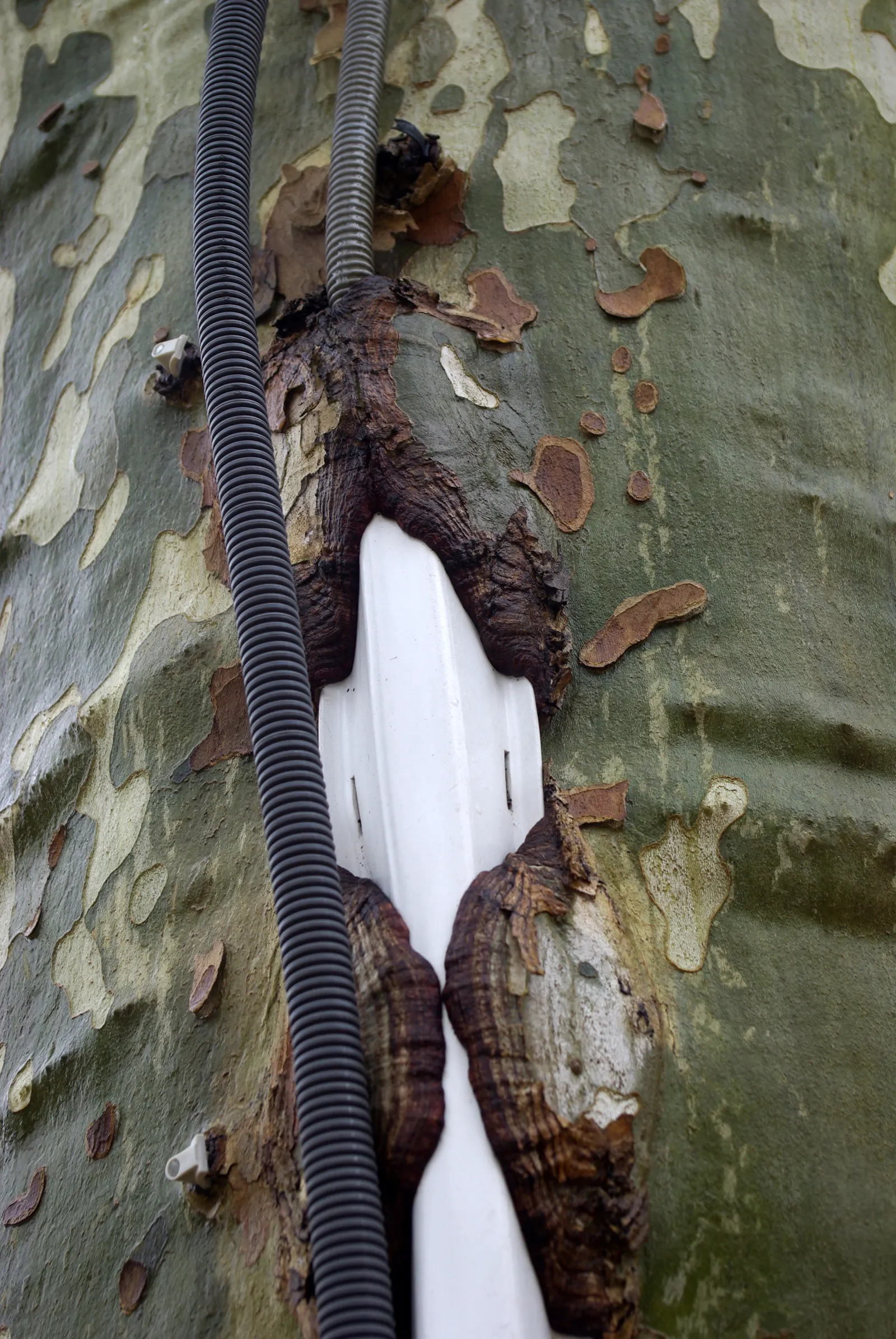 London Plane Tree (Platanus X Hispanica) — The London Plane Tree (Platanus x hispanica) is an illustrious deciduous giant; its mottled bark and, image 47