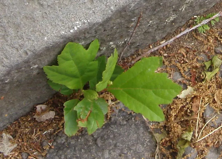 London Plane Tree (Platanus X Hispanica) — Adaptable to various soils; scientifically known as Platanus x hispanica