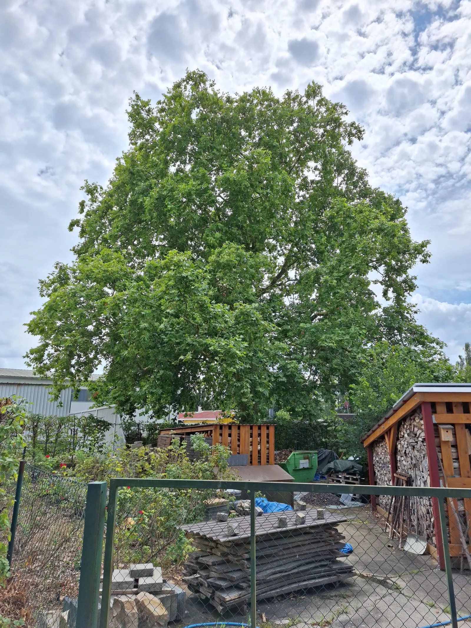 London Plane Tree (Platanus X Hispanica) — scientifically known as Platanus x hispanica