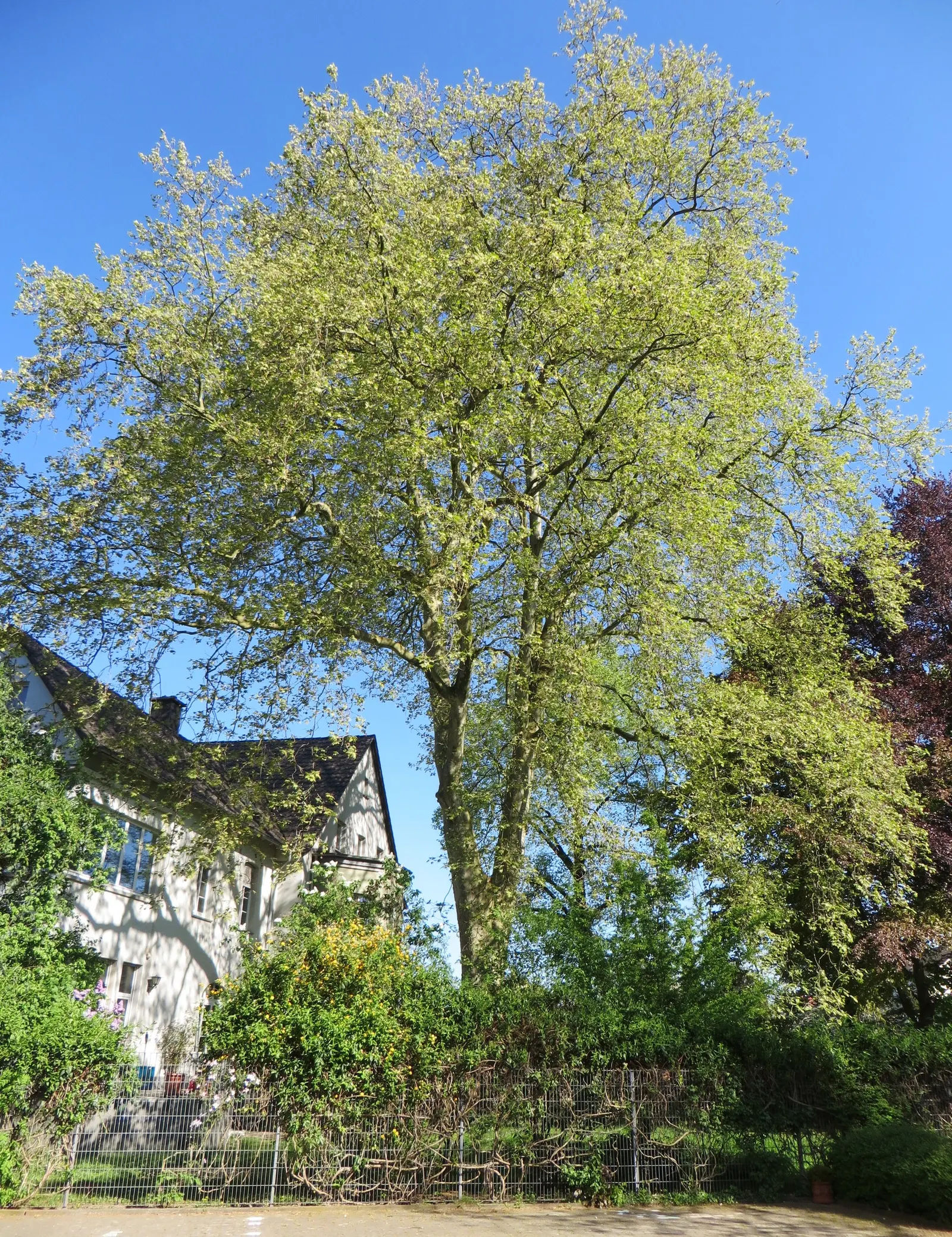 London Plane Tree (Platanus X Hispanica) — exfoliating in irregular patches to reveal a mosaic of cream
