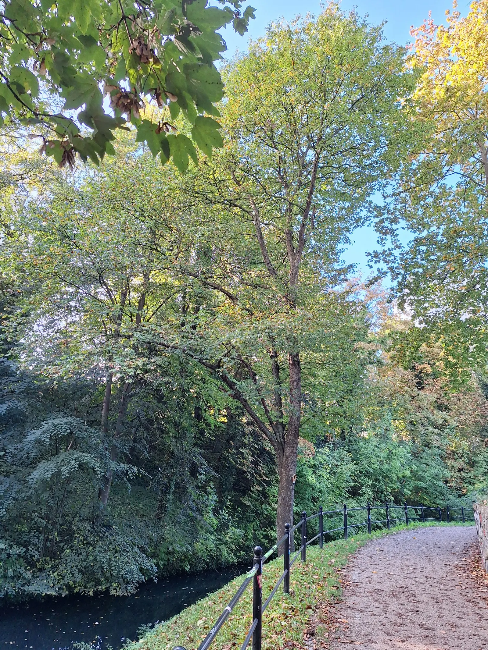London Plane Tree (Platanus X Hispanica) — Growing up to 100 feet tall with a spread of 80 feet; ensure it is positioned to enjoy full sun to partial shade and