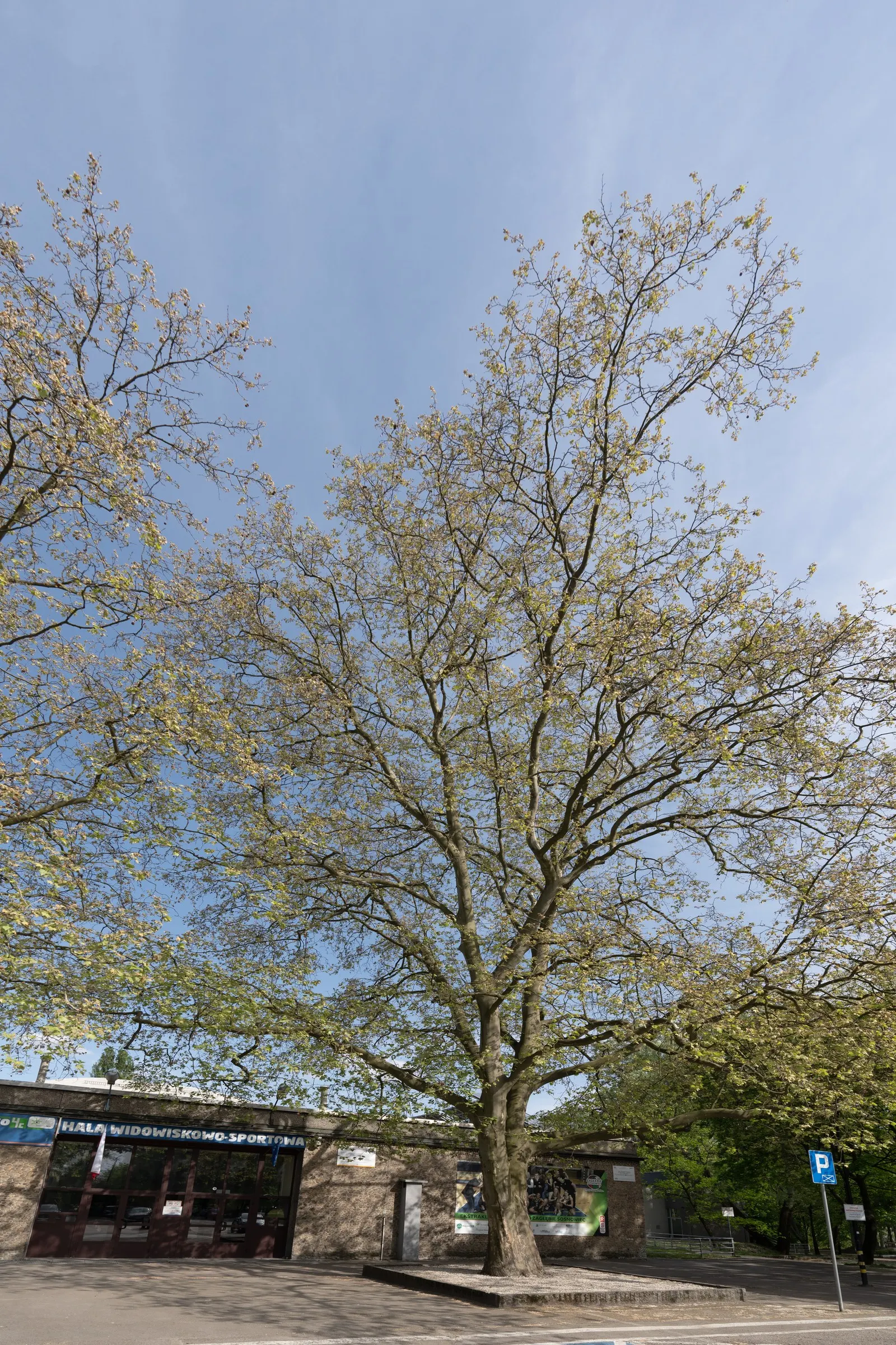 London Plane Tree (Platanus X Hispanica) — Consider the London Plane as a monumental feature for parks