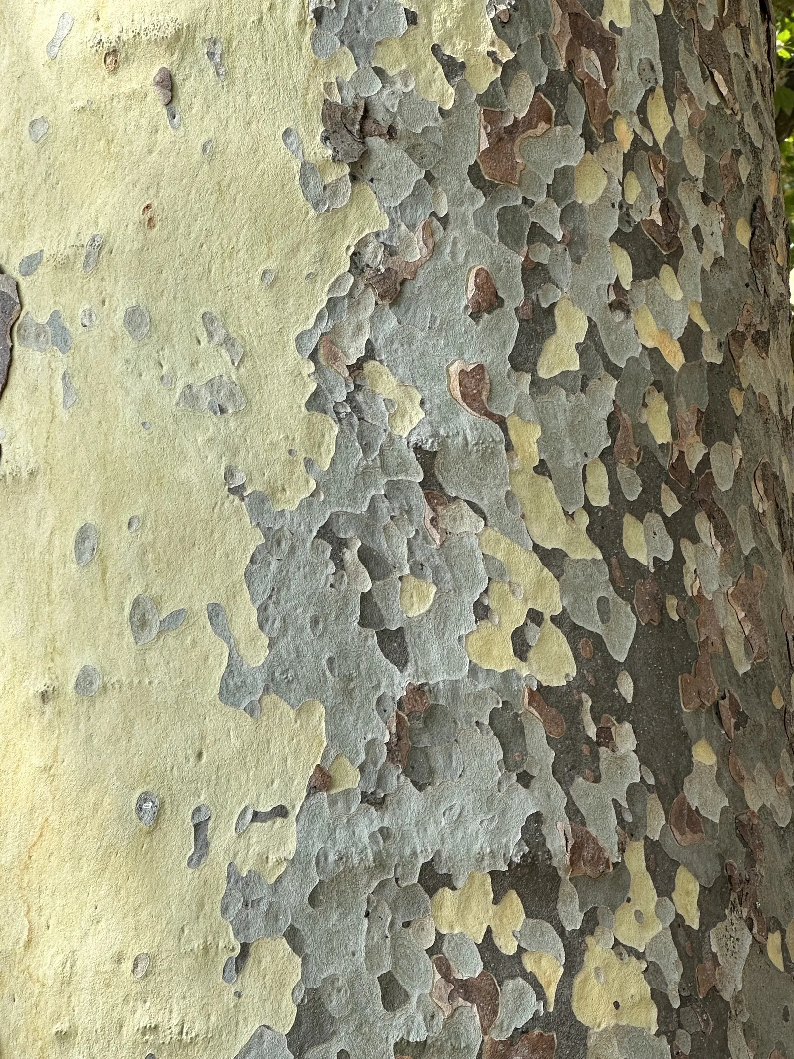 London Plane Tree (Platanus X Hispanica) — maple-like leaves adorn the branches; widely appreciated for its adaptability and grandeur