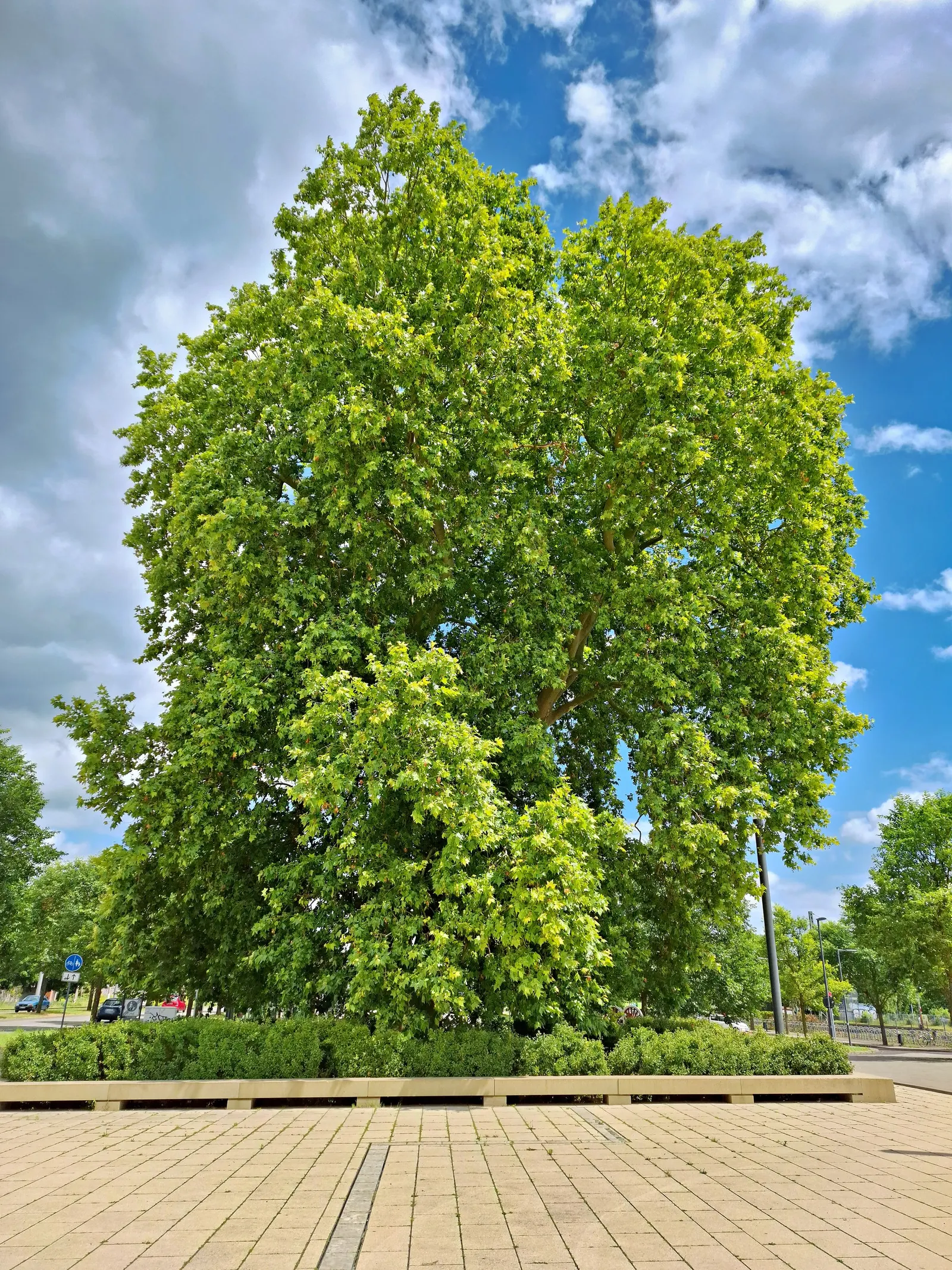 London Plane Tree (Platanus X Hispanica) — this resilient tree is relatively drought tolerant; where its grand stature and ecological benefits can, image 66