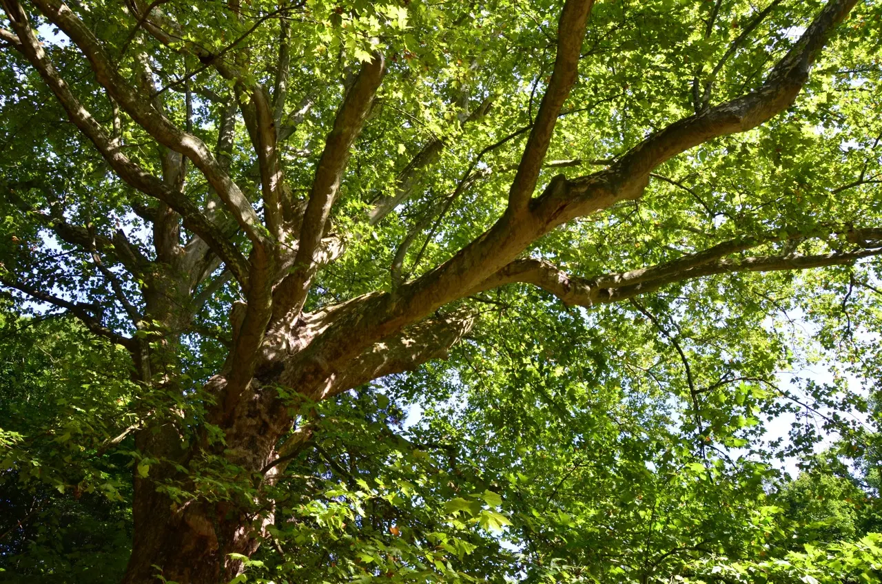 London Plane Tree (Platanus X Hispanica) — where its grand stature and ecological benefits can be fully appreciated; exfoliating in irregular, image 68