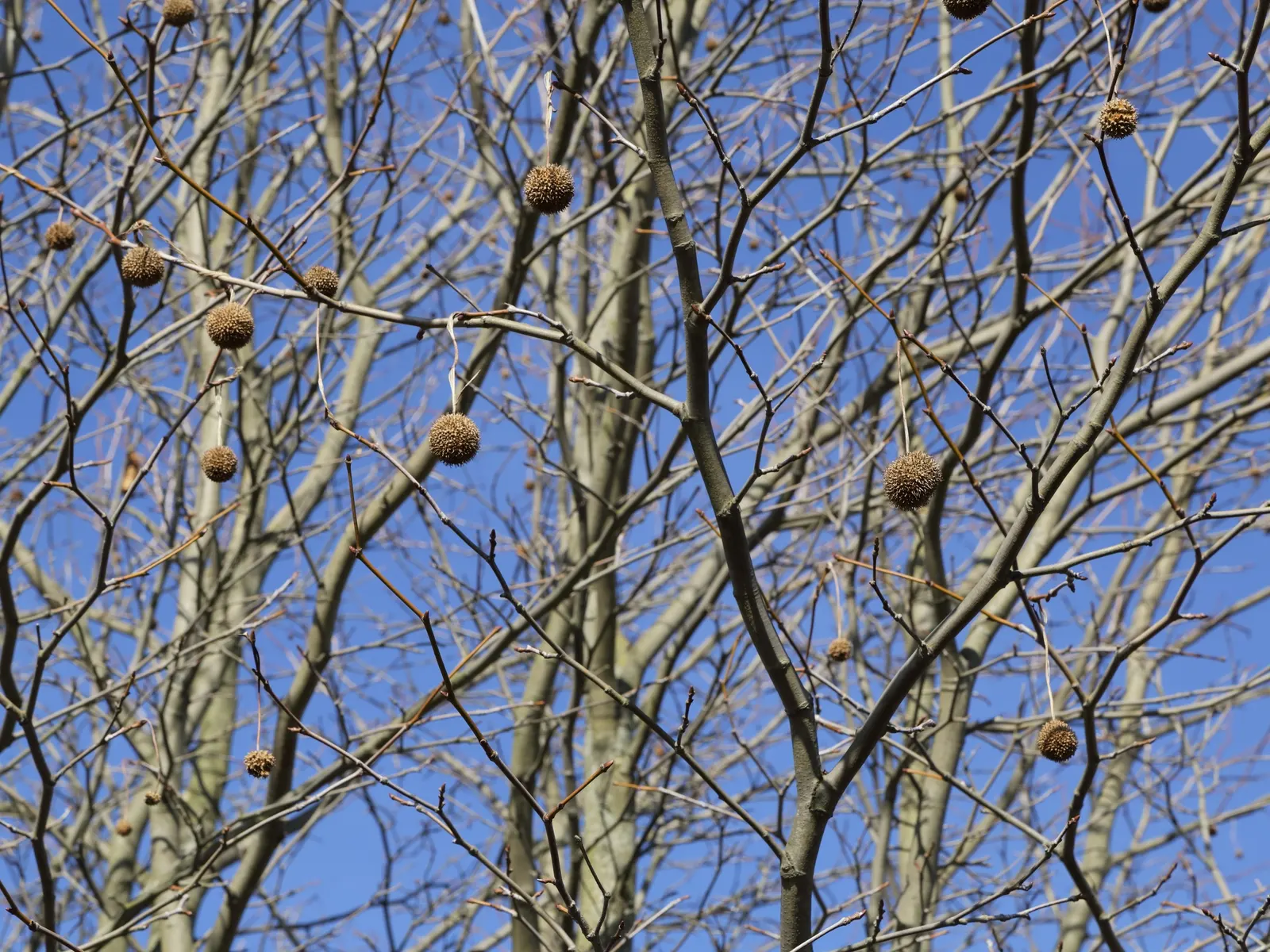 London Plane Tree (Platanus X Hispanica) — tree for full; this resilient tree is relatively drought tolerant, image 69