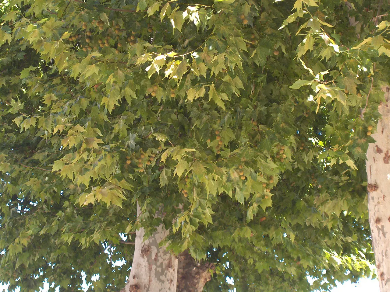 London Plane Tree (Platanus X Hispanica) — offering broad shade coverage; adaptable to various soils, image 80