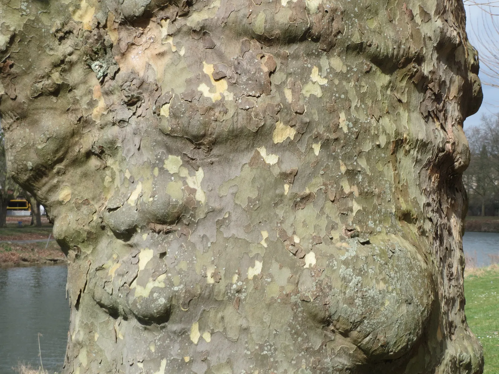 London Plane Tree (Platanus X Hispanica) — Ideal for creating a striking focal point or natural privacy screen; making it a staple in urban landscapes