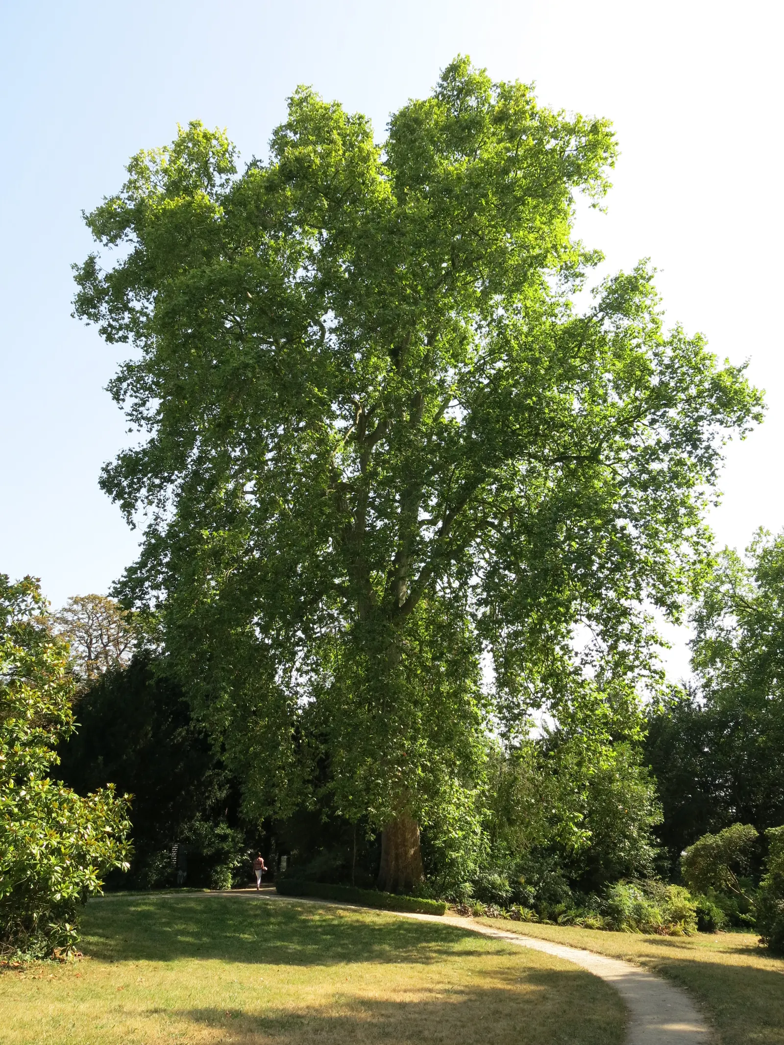 London Plane Tree (Platanus X Hispanica) — maple-like leaves adorn the branches; widely appreciated for its adaptability and grandeur, image 61