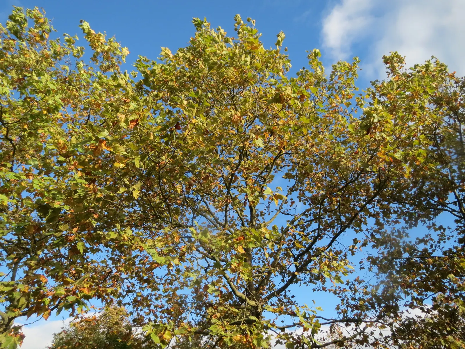 London Plane Tree (Platanus X Hispanica) — tree for full