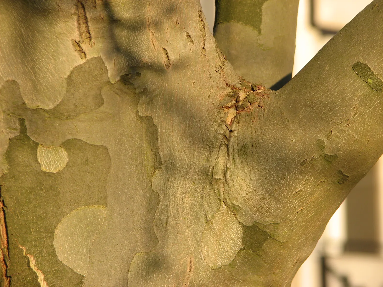 London Plane Tree (Platanus X Hispanica) — Its bark is one of its most distinctive features, image 35