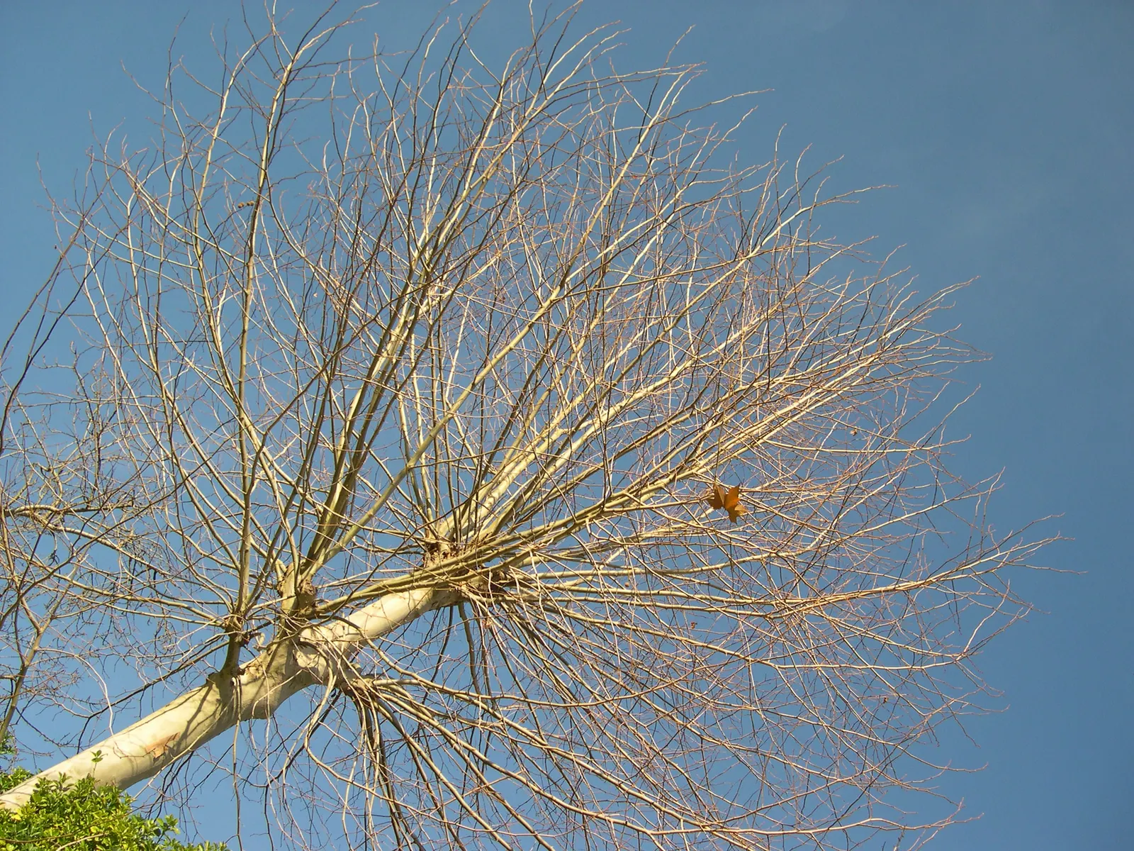 London Plane Tree (Platanus X Hispanica) — where its grand stature and ecological benefits can be fully appreciated; exfoliating in irregular patches to reveal