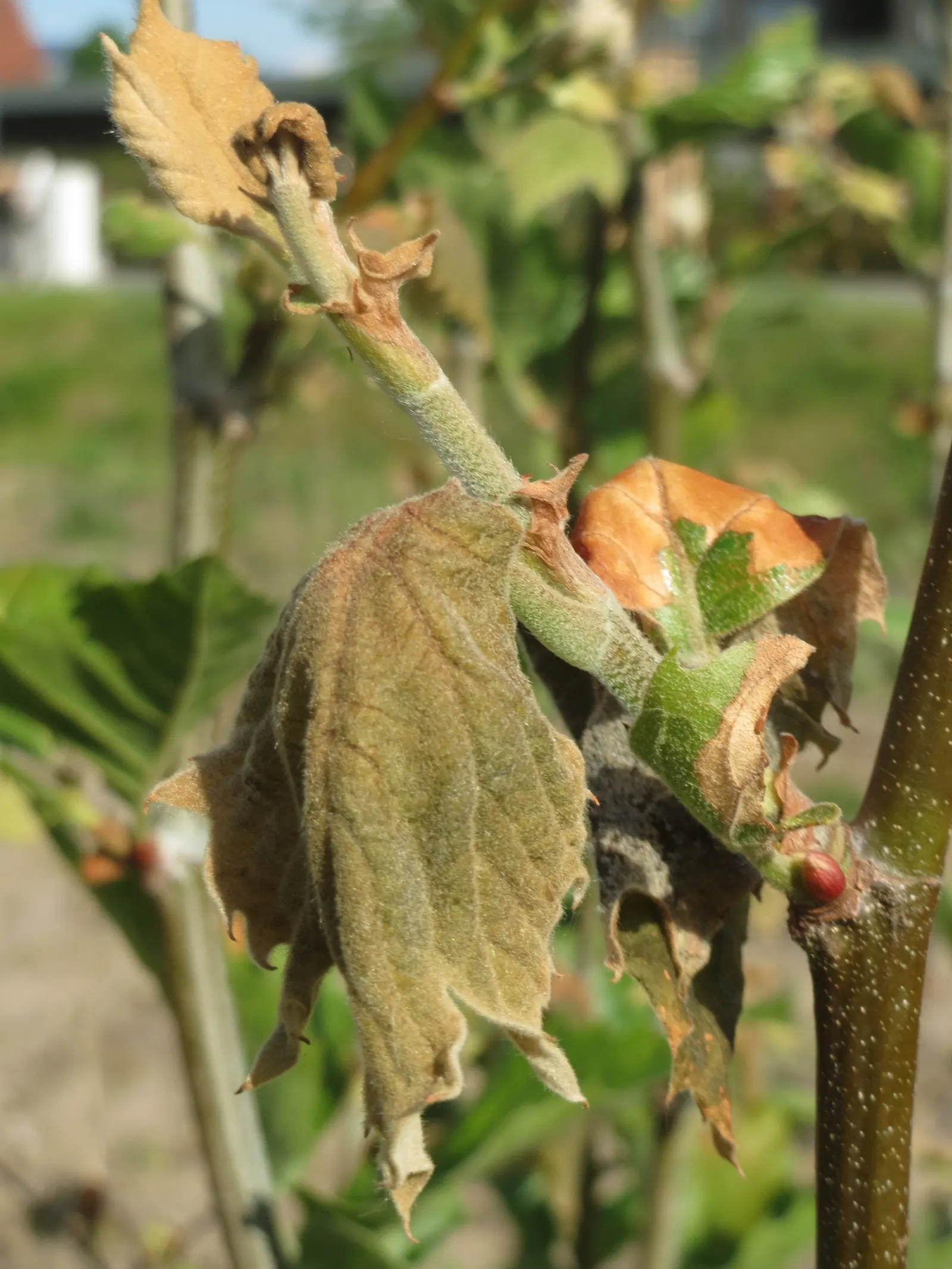 London Plane Tree (Platanus X Hispanica) — tree for full; this resilient tree is relatively drought tolerant