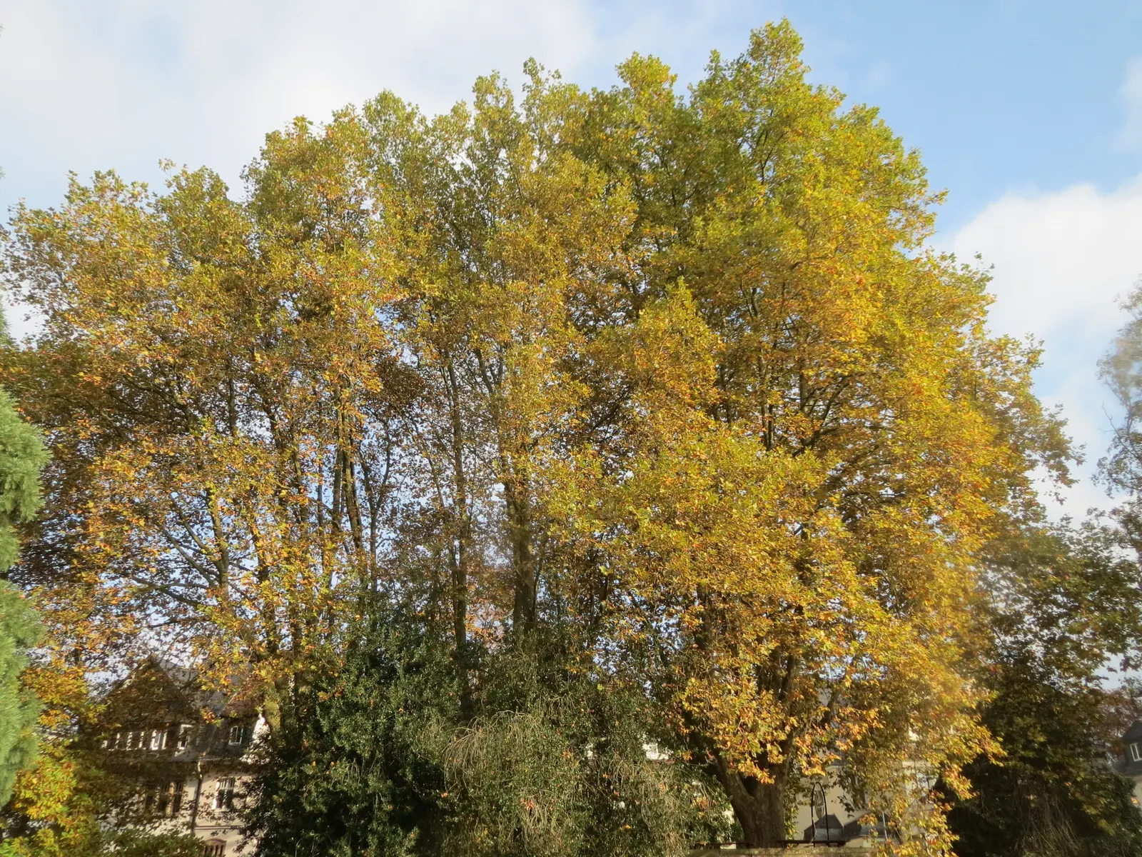 London Plane Tree (Platanus X Hispanica) — The London Plane Tree (Platanus x hispanica) is an illustrious deciduous giant; its mottled bark and broad leaves