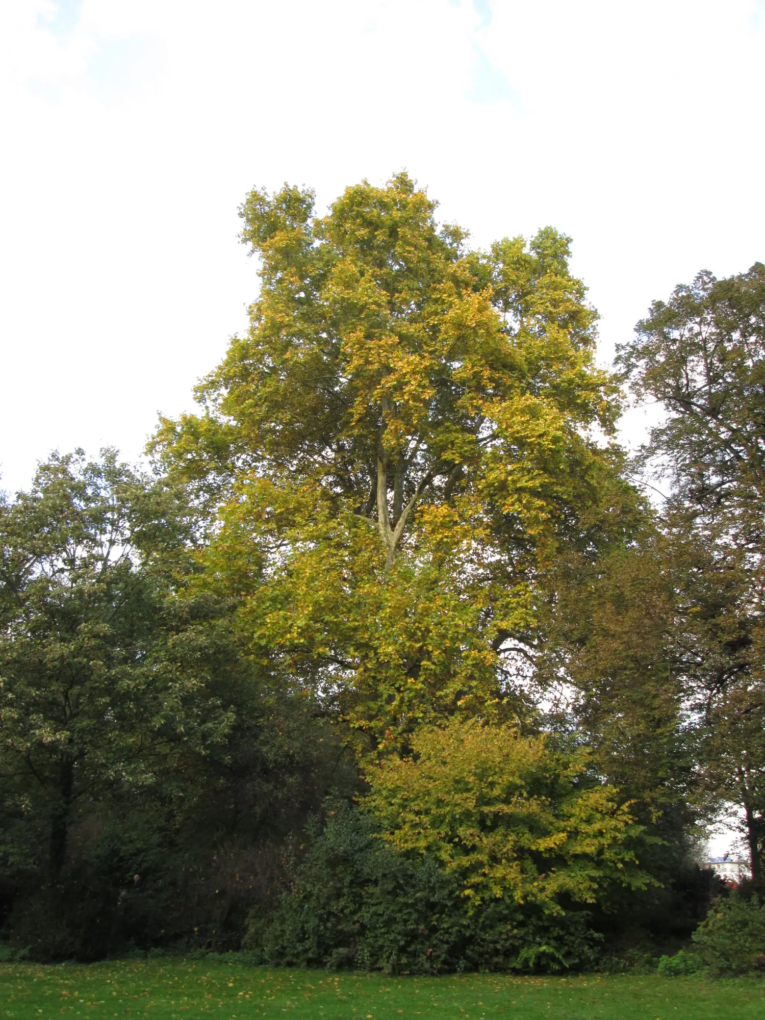 London Plane Tree (Platanus X Hispanica) — ensure it is positioned to enjoy full sun to partial shade and in soil that provides adequate drainage, image 64