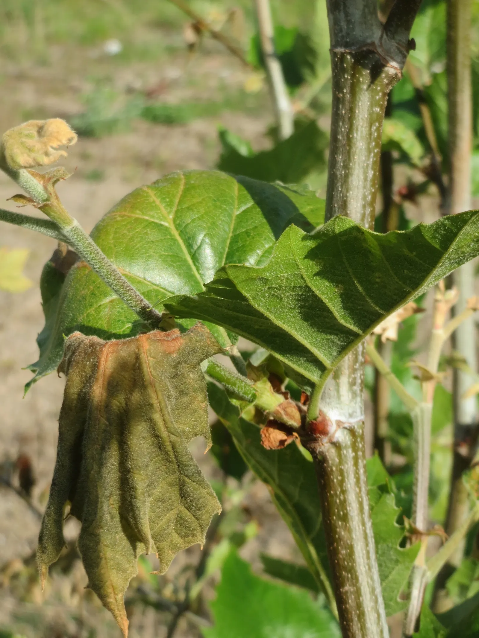 London Plane Tree (Platanus X Hispanica) — offering broad shade coverage; adaptable to various soils, image 57
