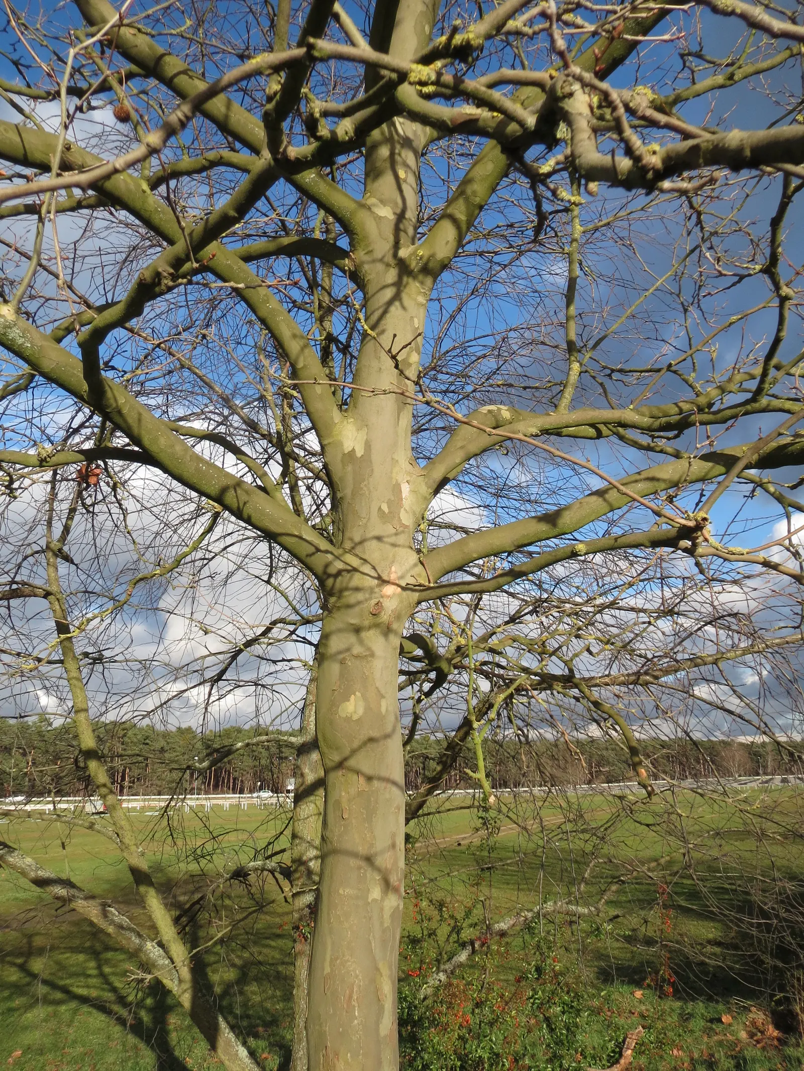 London Plane Tree (Platanus X Hispanica) — Ideal for creating a striking focal point or natural privacy screen