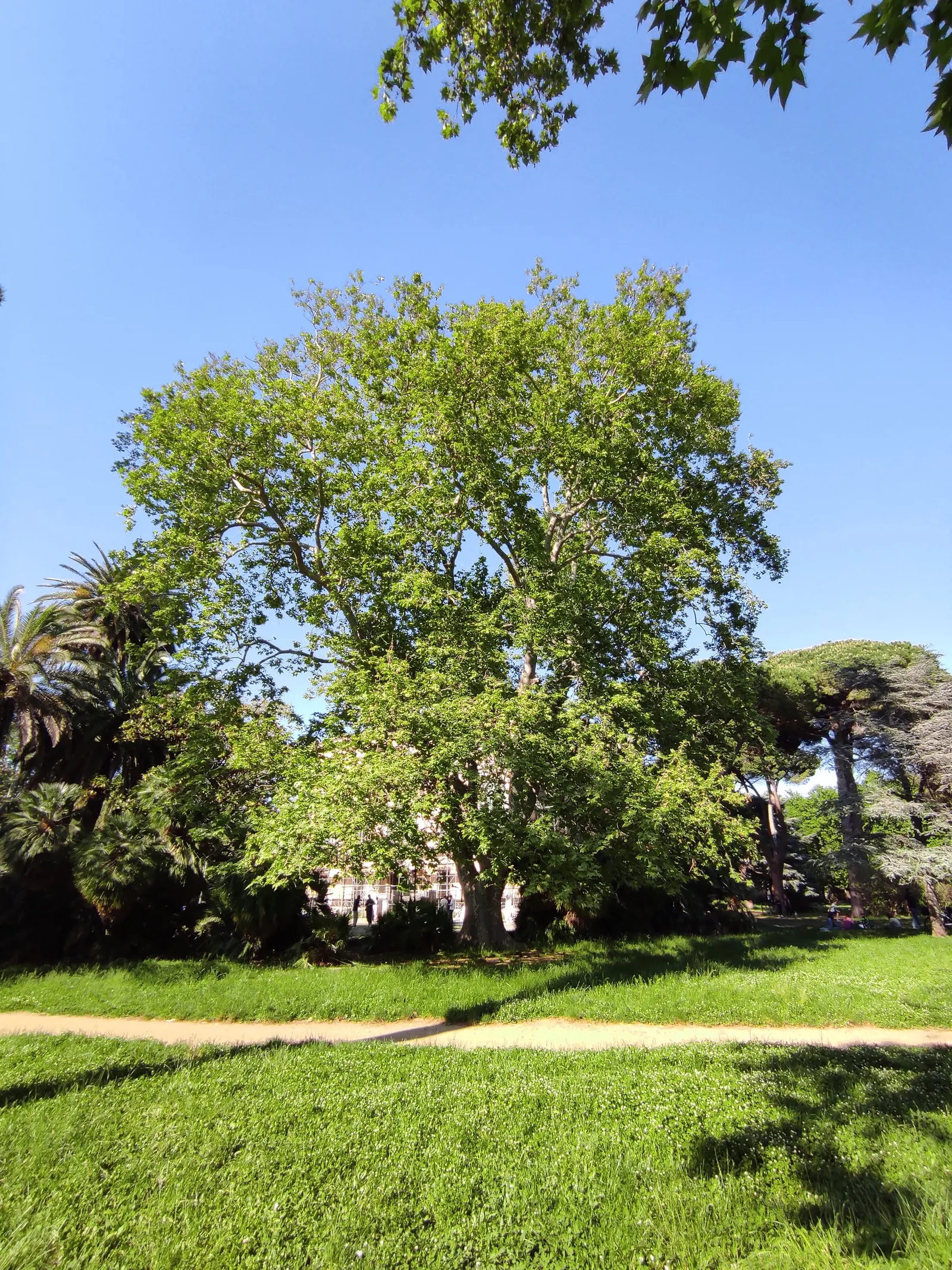 London Plane Tree (Platanus X Hispanica) — offering broad shade coverage