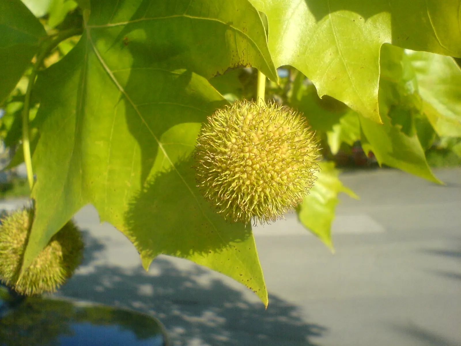 London Plane Tree (Platanus X Hispanica) — Growing up to 100 feet tall with a spread of 80 feet; ensure it is positioned to enjoy full sun to, image 49