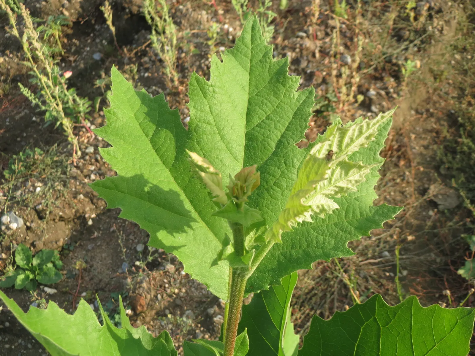 London Plane Tree (Platanus X Hispanica) — renowned for its resilience and extensive canopy
