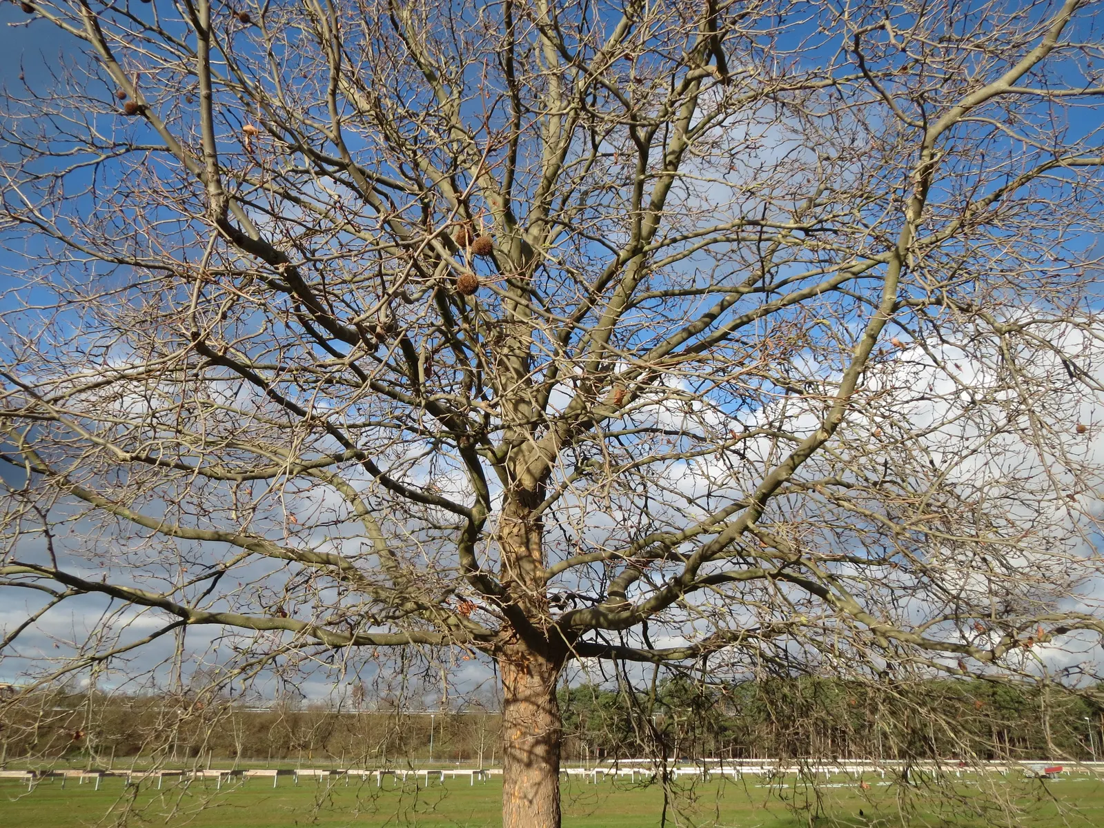 London Plane Tree (Platanus X Hispanica) — Its bark is one of its most distinctive features
