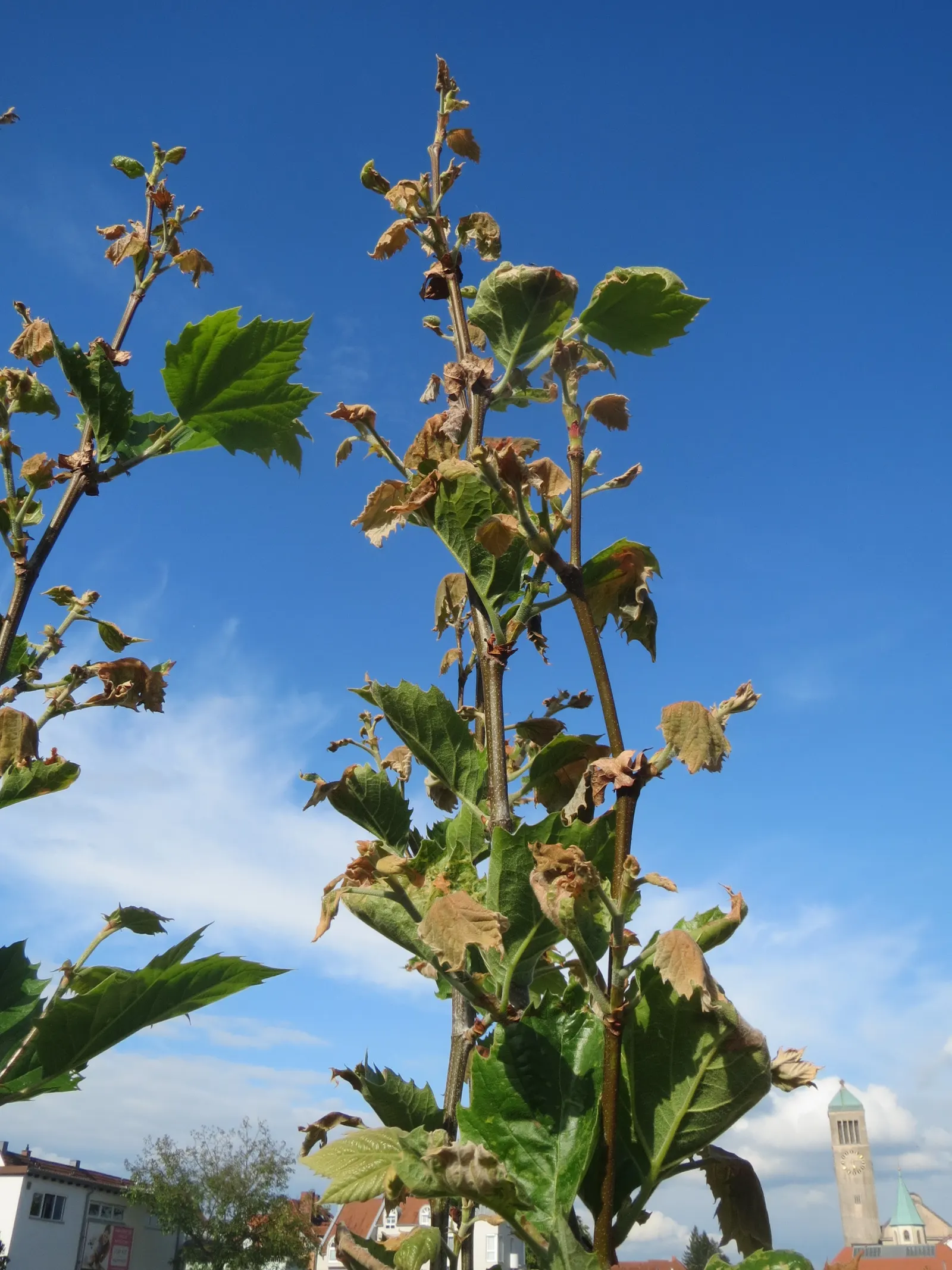 London Plane Tree (Platanus X Hispanica) — Its bark is one of its most distinctive features, image 81