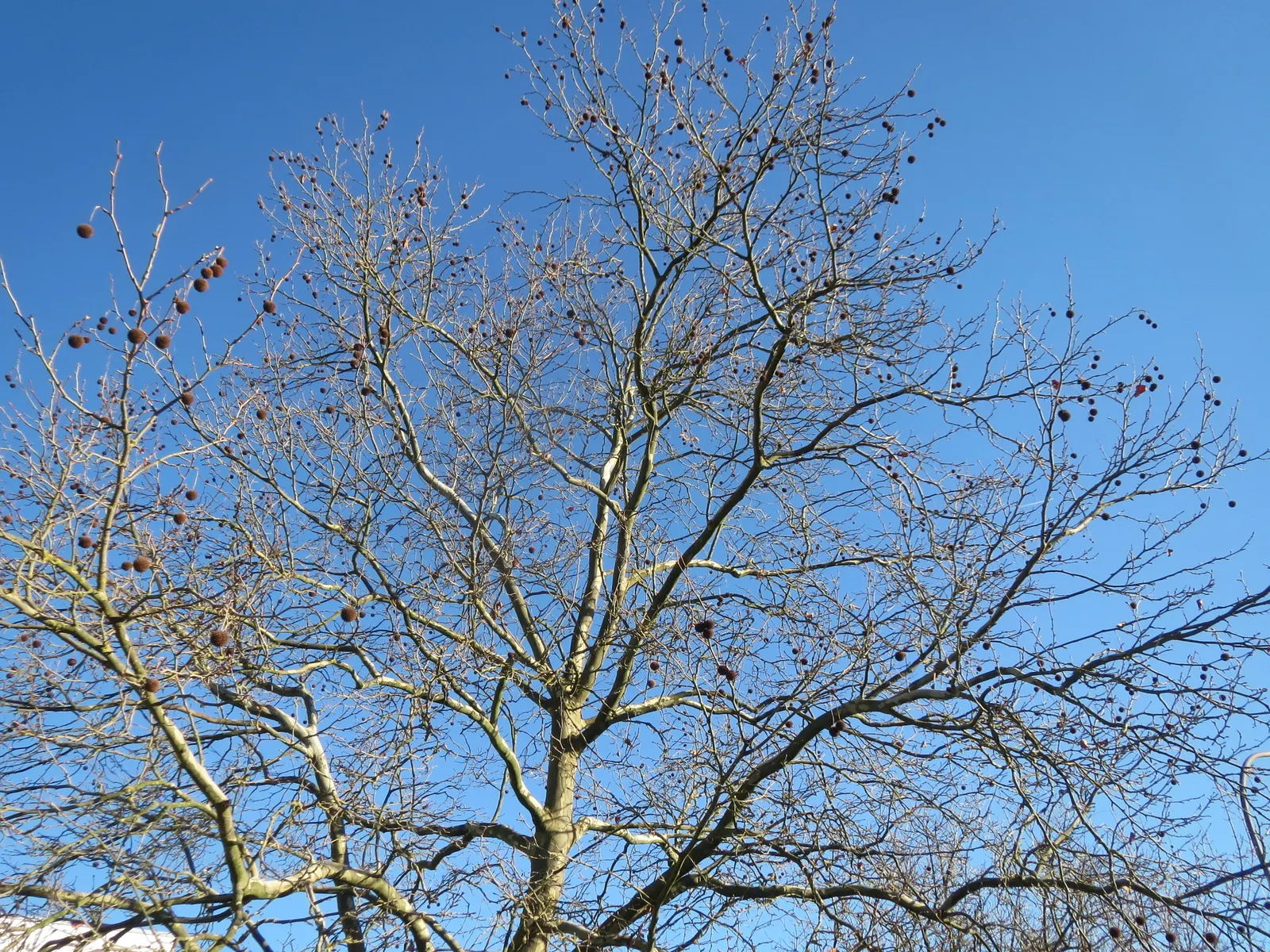 London Plane Tree (Platanus X Hispanica) — Adaptable to various soils