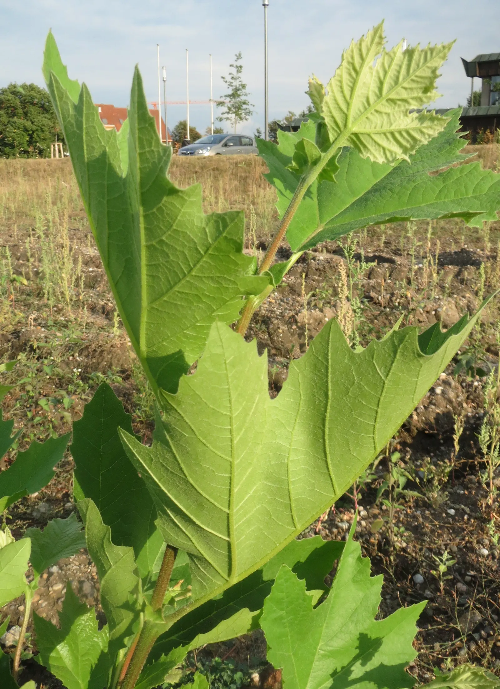 London Plane Tree (Platanus X Hispanica) — Ideal for creating a striking focal point or natural privacy screen; making it a staple in urban, image 77